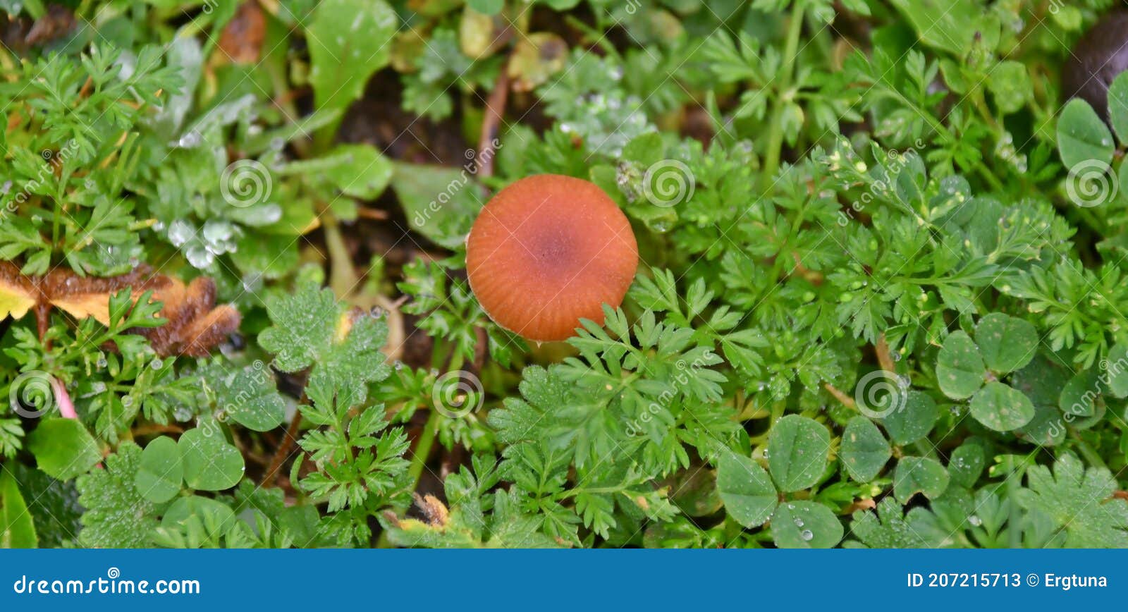 agaric fungus, the scurfy twiglet, mushroom