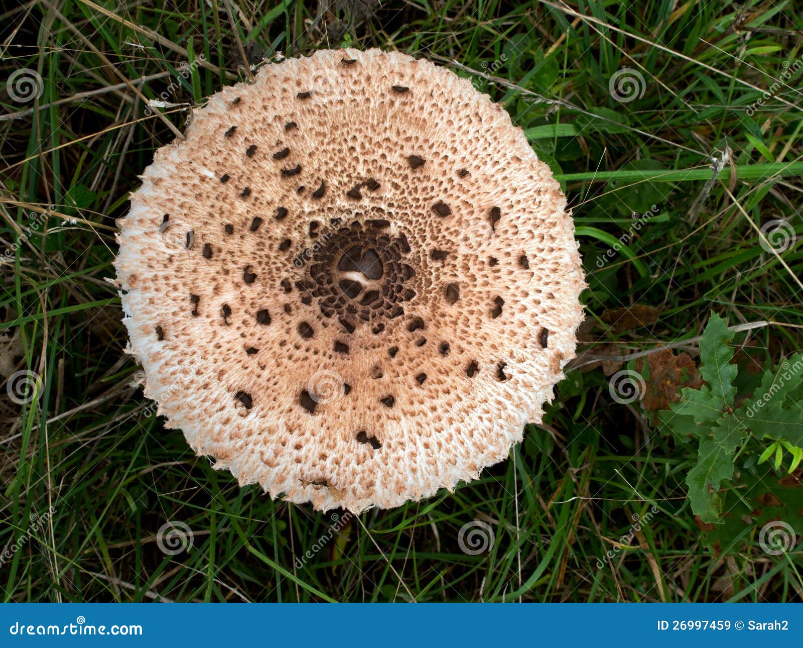 agaricus bohusii - large edible mushroom
