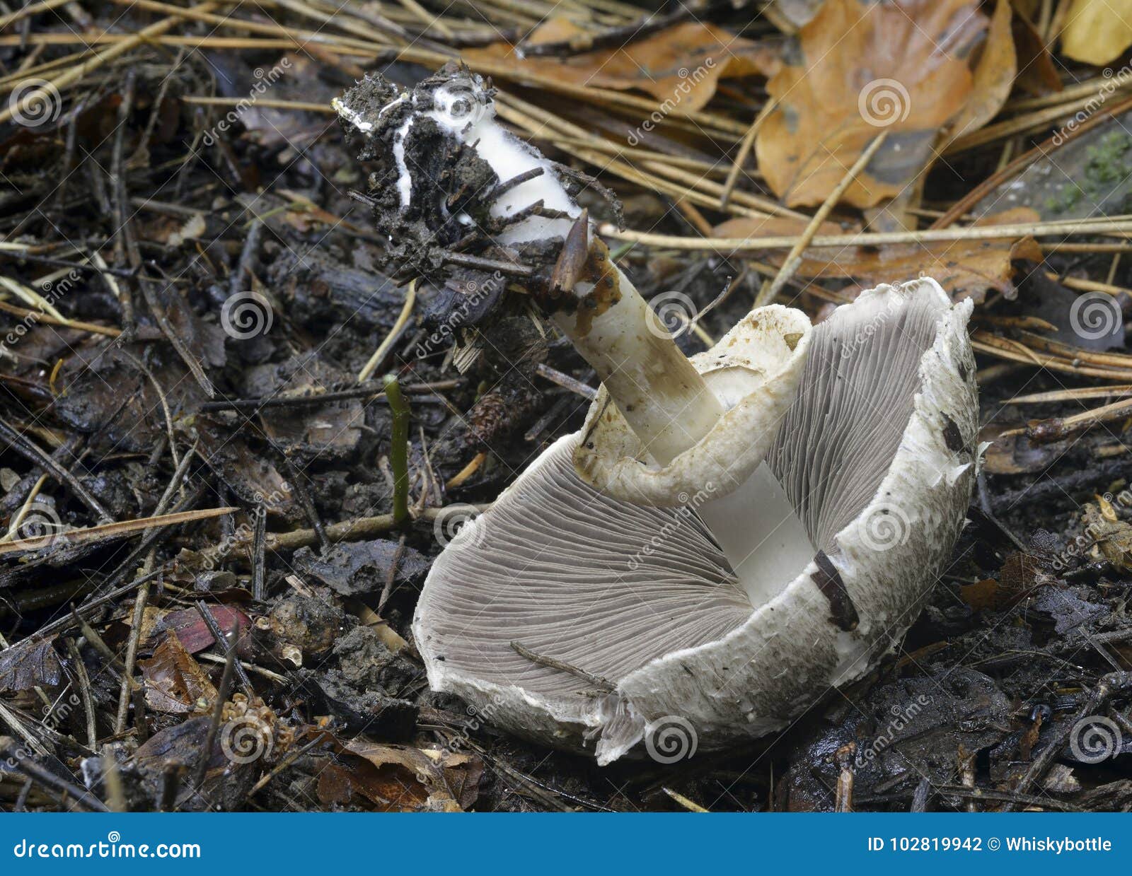 inky mushroom