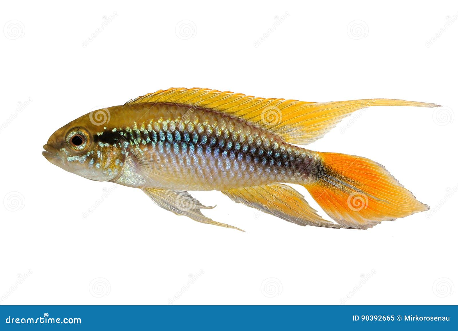 agassiz`s dwarf cichlid apistogramma agassizii aquarium fish