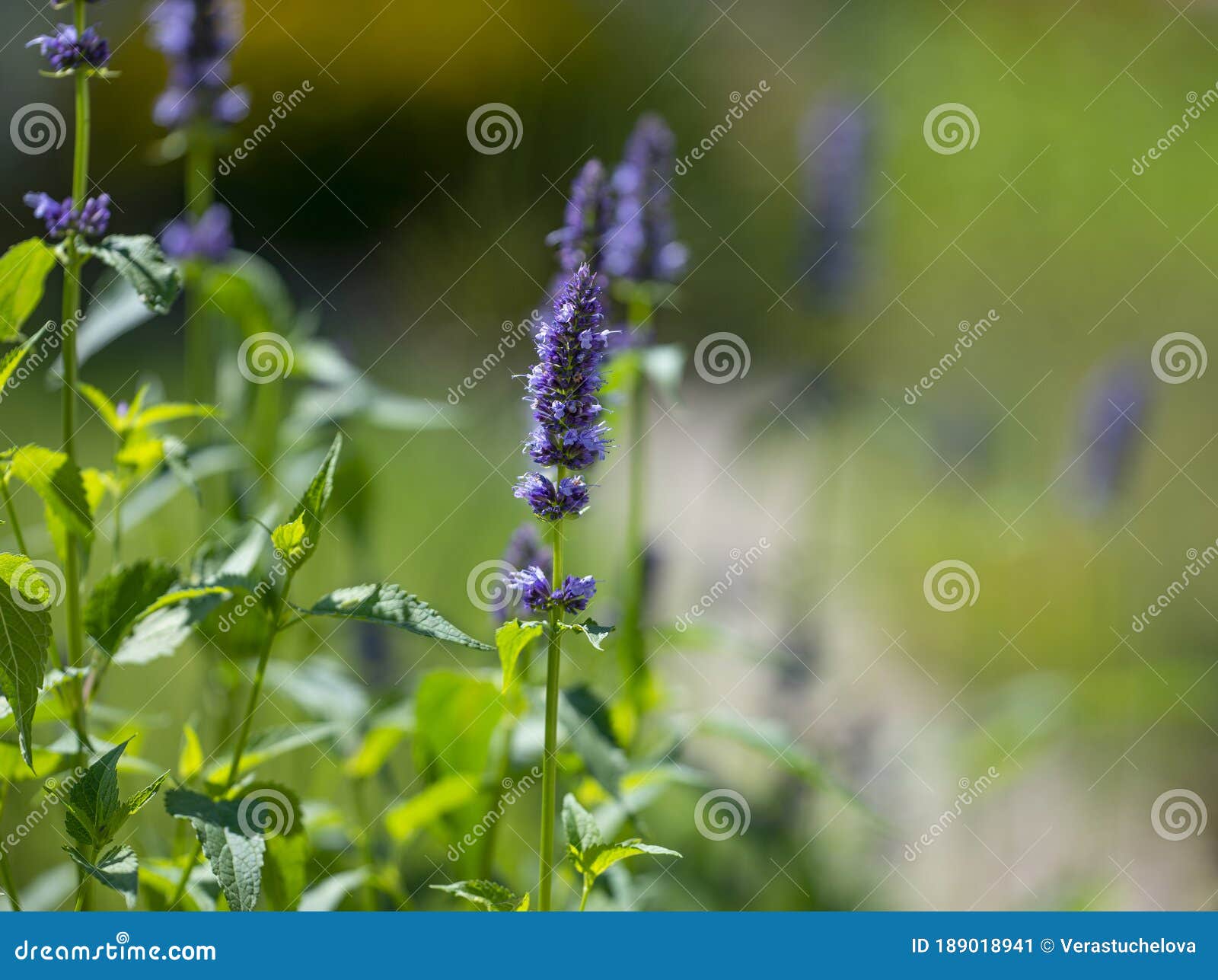 Agastache Foeniculum Herb in Garden Stock Image - Image of foliage ...