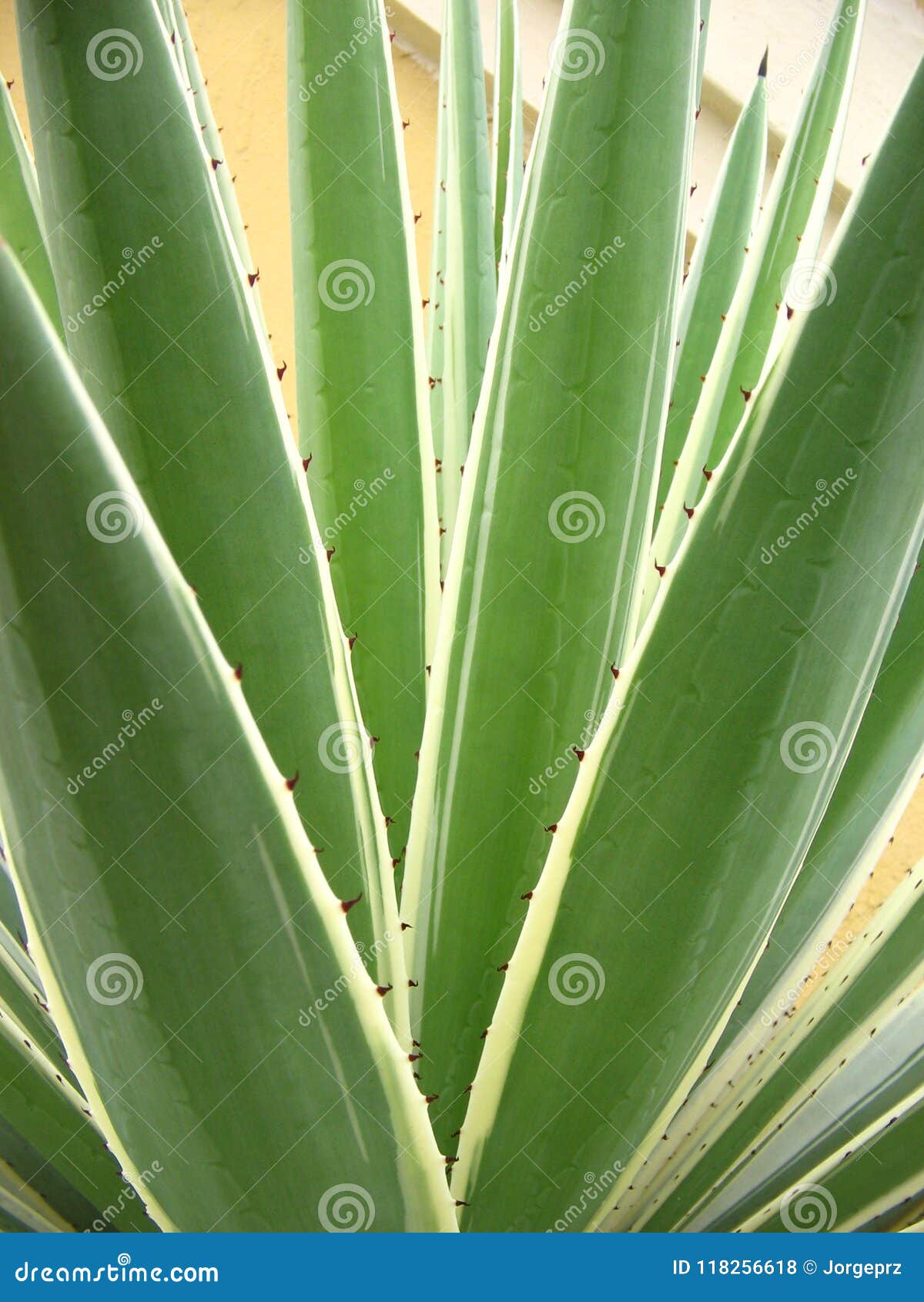 agavaceae agave angustifolia. geometric nature background, plant of branches with thorns in tropical garden.