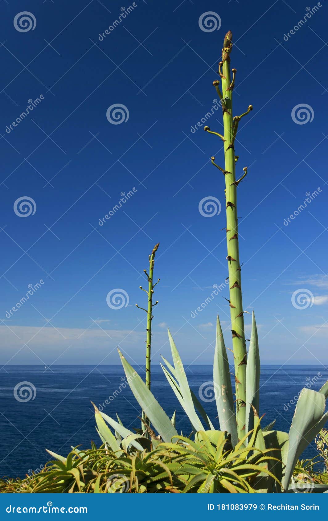 Agave Americana Com Caule De Flor E Plantas Aloe Vera Na Costa Sul Da Ilha  Madeira Portugal. Imagem de Stock - Imagem de encontrado, madeira: 181083979