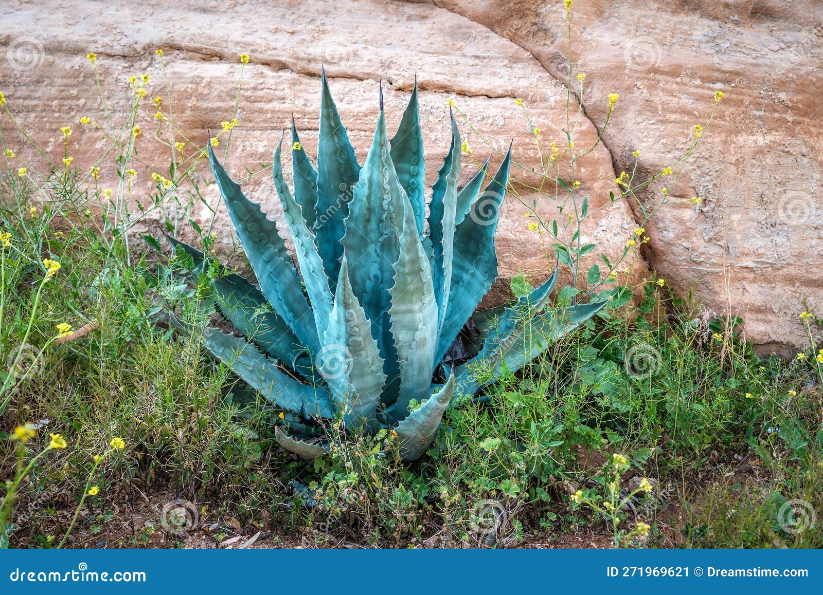 Agave with blue leaves stock image. Image of beautiful 271969621