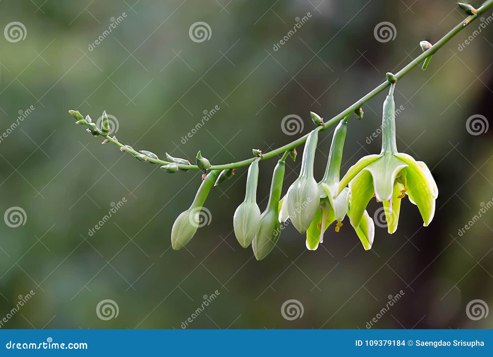 Agave caraibica fotografia stock. Immagine di agave - 109379184