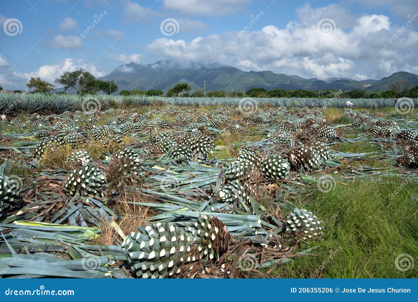 in the agave field the farmers have cut down many agave plants.