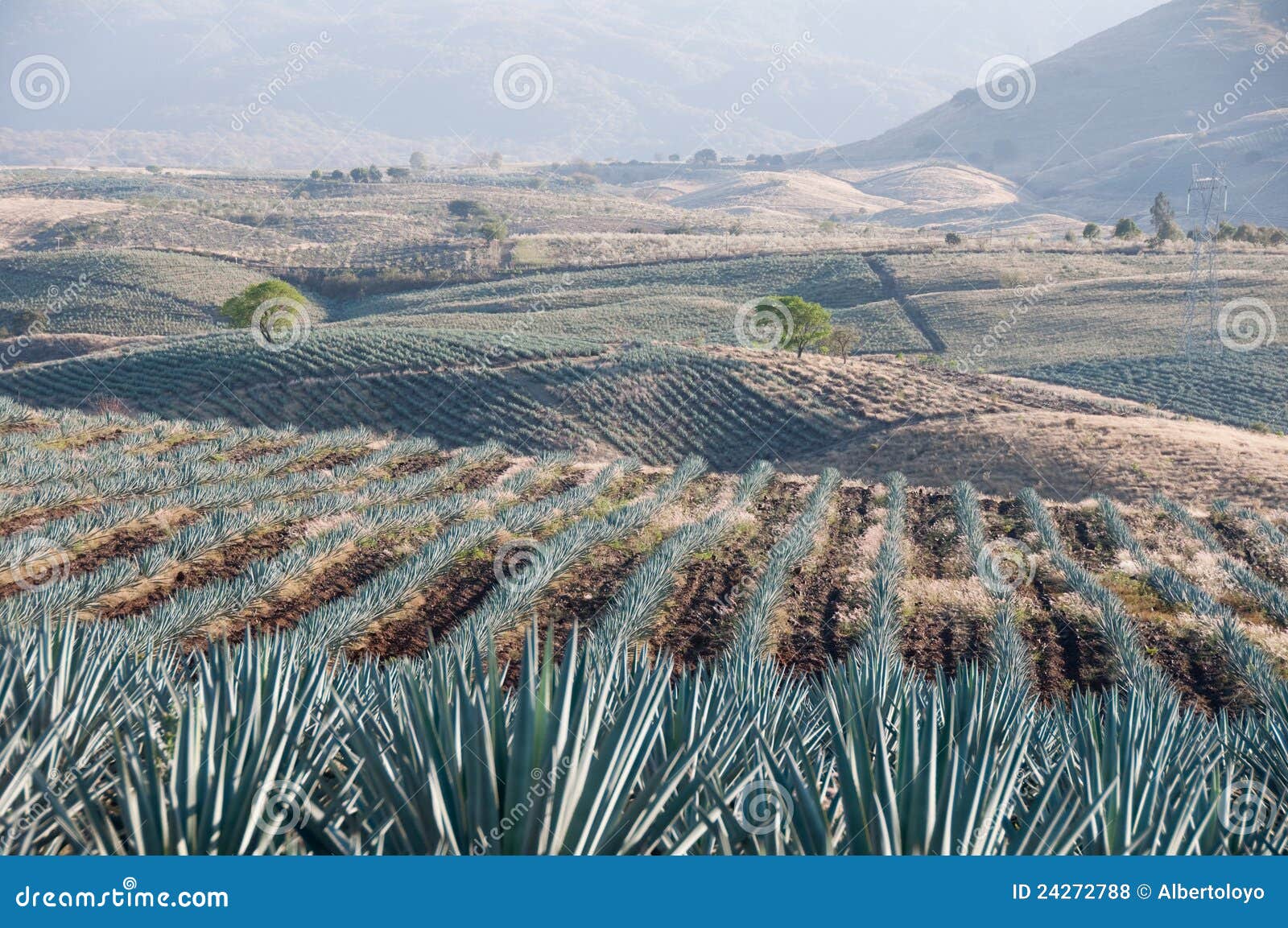 agave field in tequila, mexico
