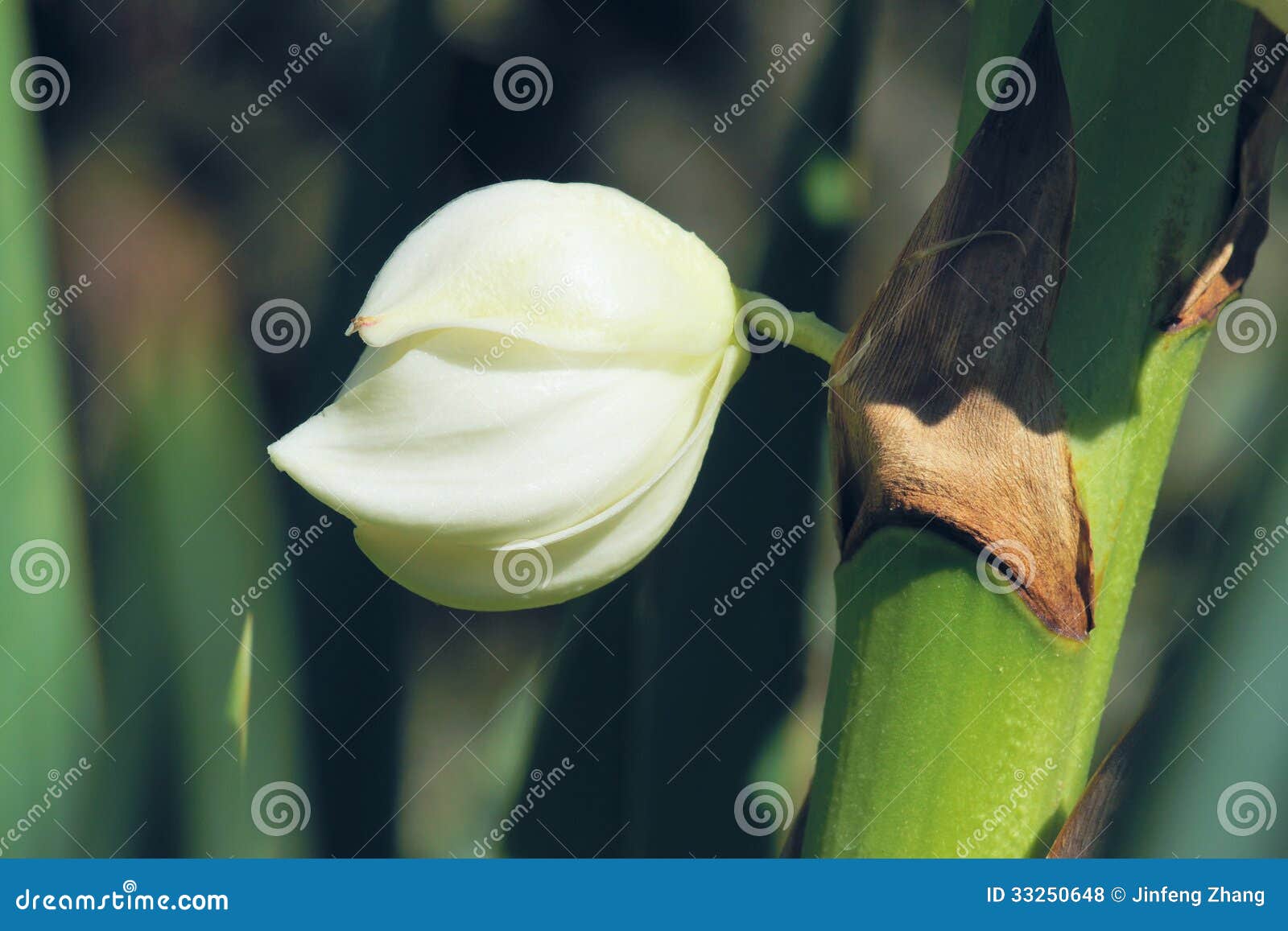 agave flower