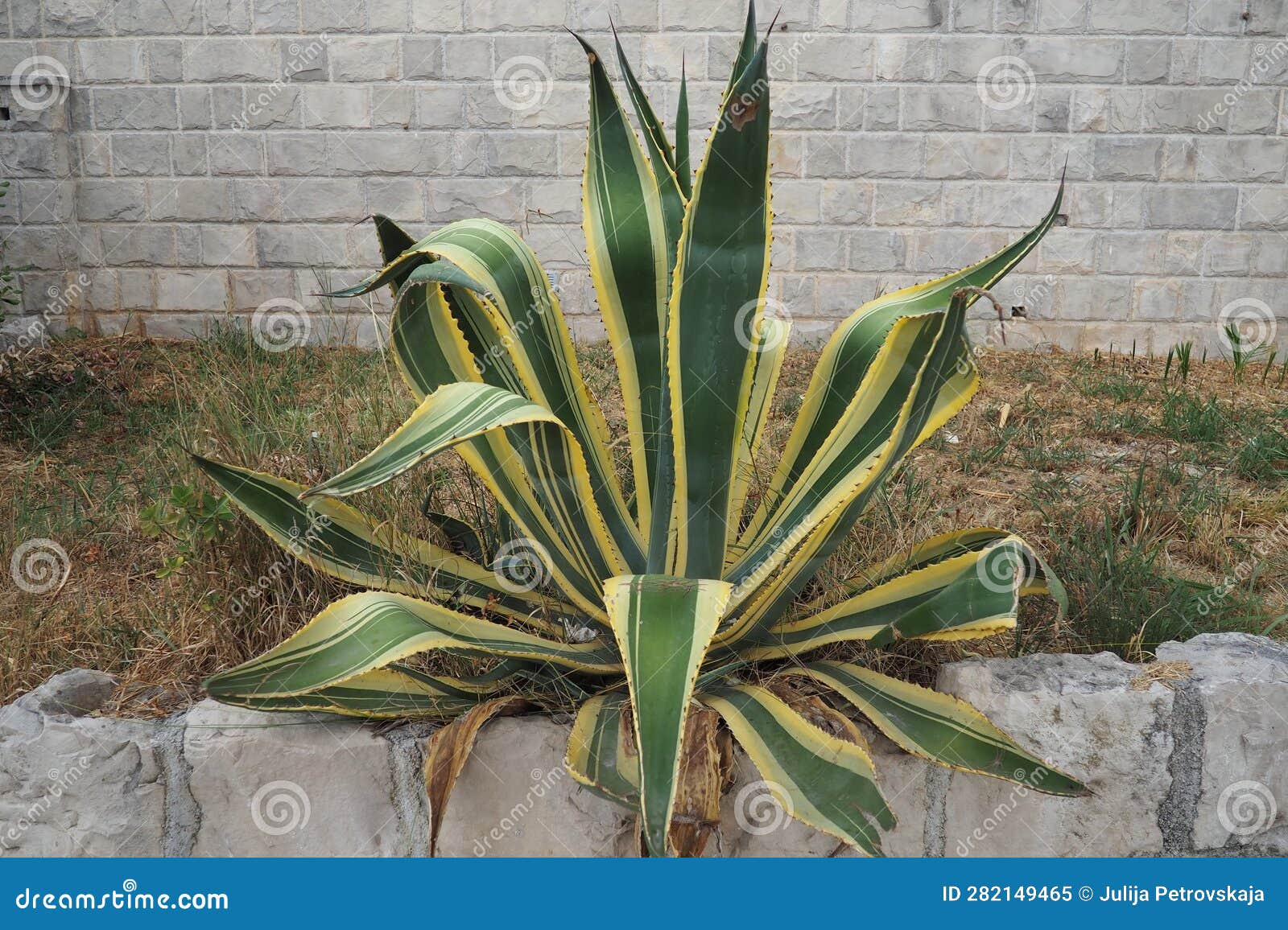 Agave is a Genus of Monocots Native To the Hot and Arid Regions of the ...