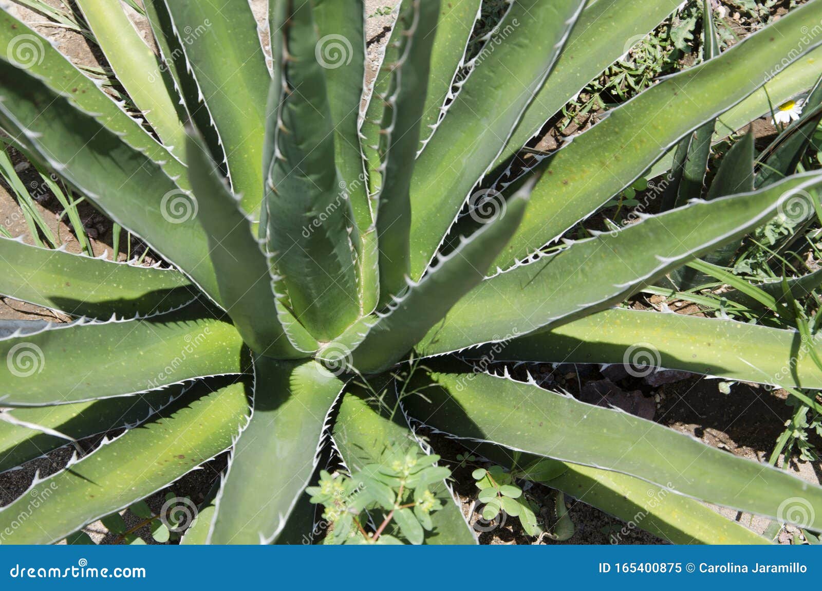 agave kerchovei, mexican desert plant with spiny green leaves