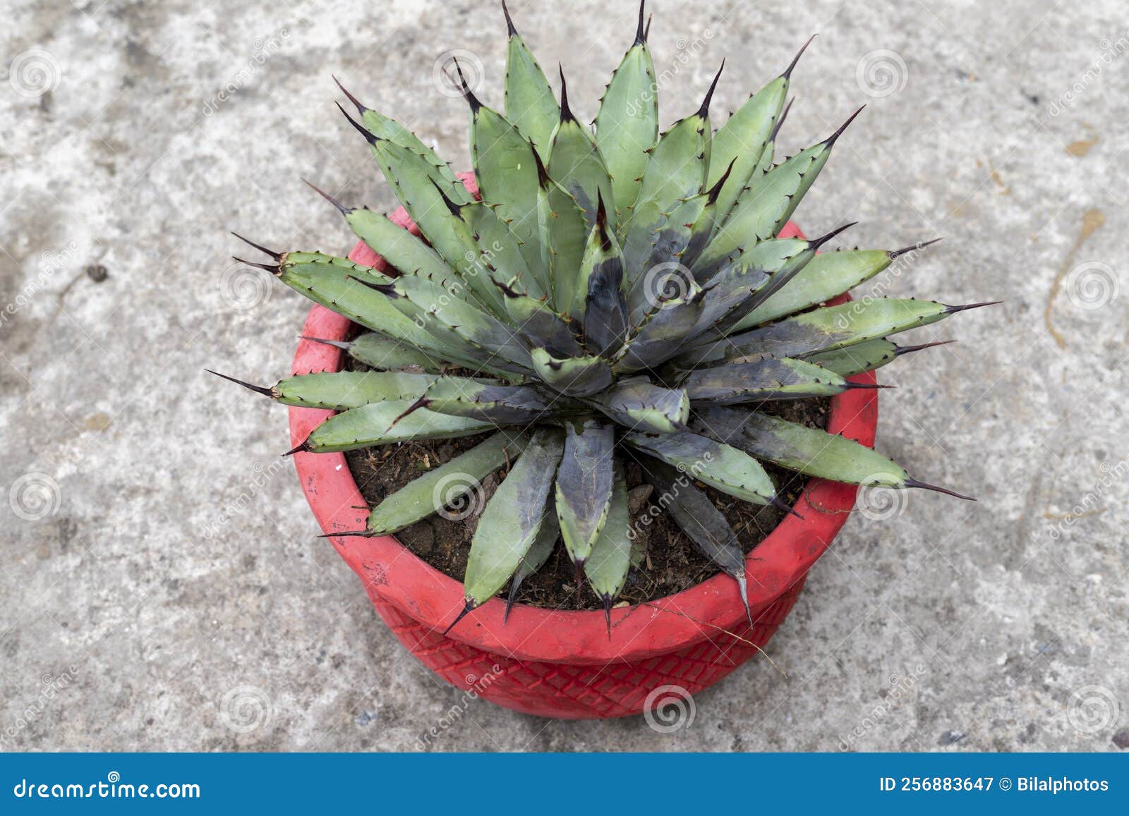Agave Macroacantha Root Rot Closeup View Stock Image Image of garden