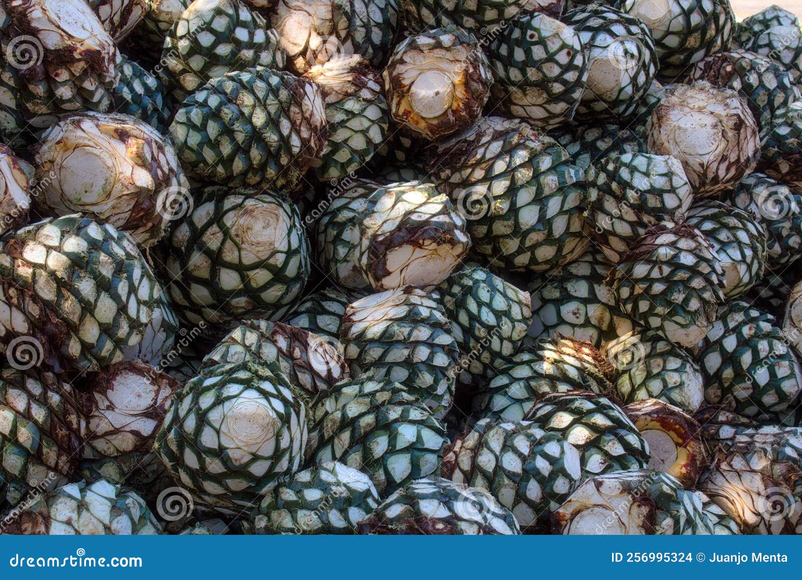 Agave Piles in Distillery Waiting for Processing, Tequila, Jalisco