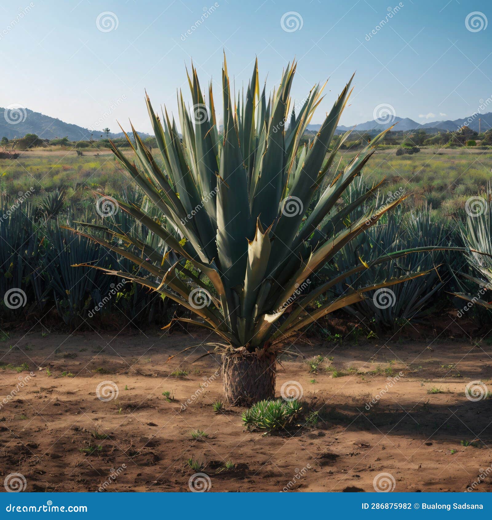 Agave Plant Field, Tequila Jalisco Made with Generative AI Stock