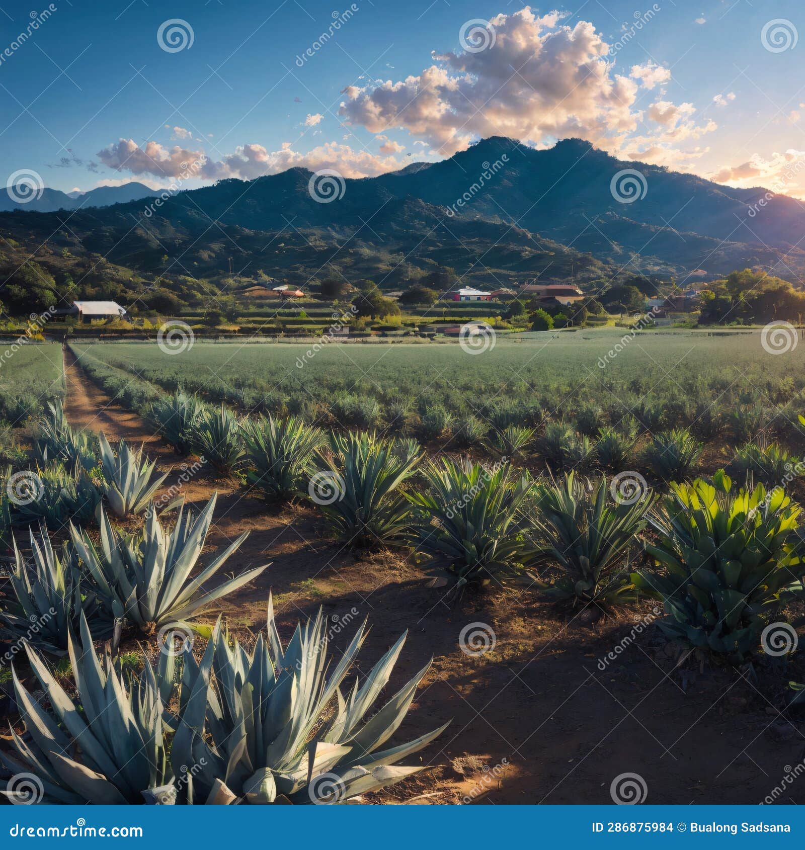 Agave Plant Field, Tequila Jalisco Made with Generative AI Stock