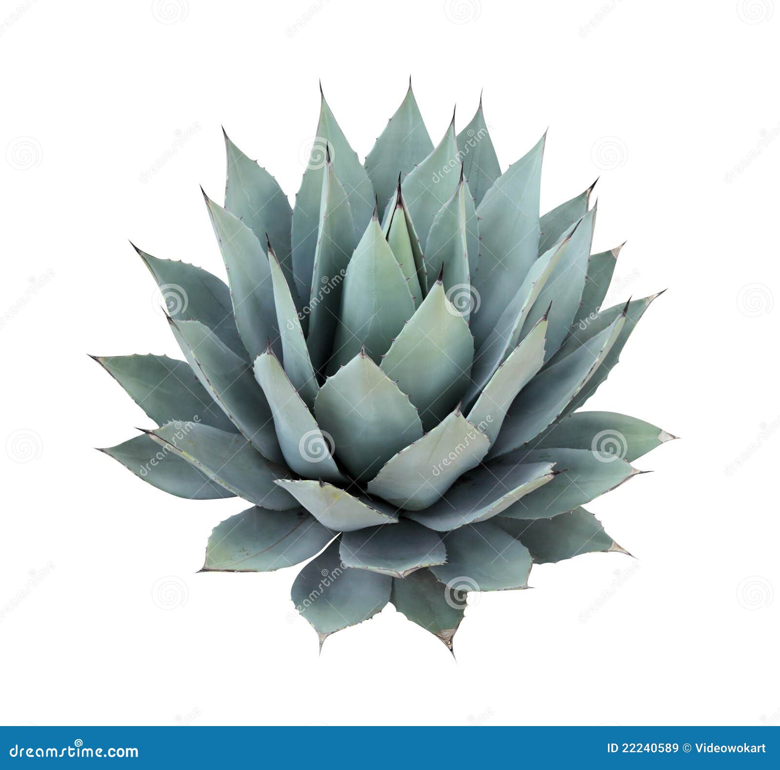 agave plant  on white background