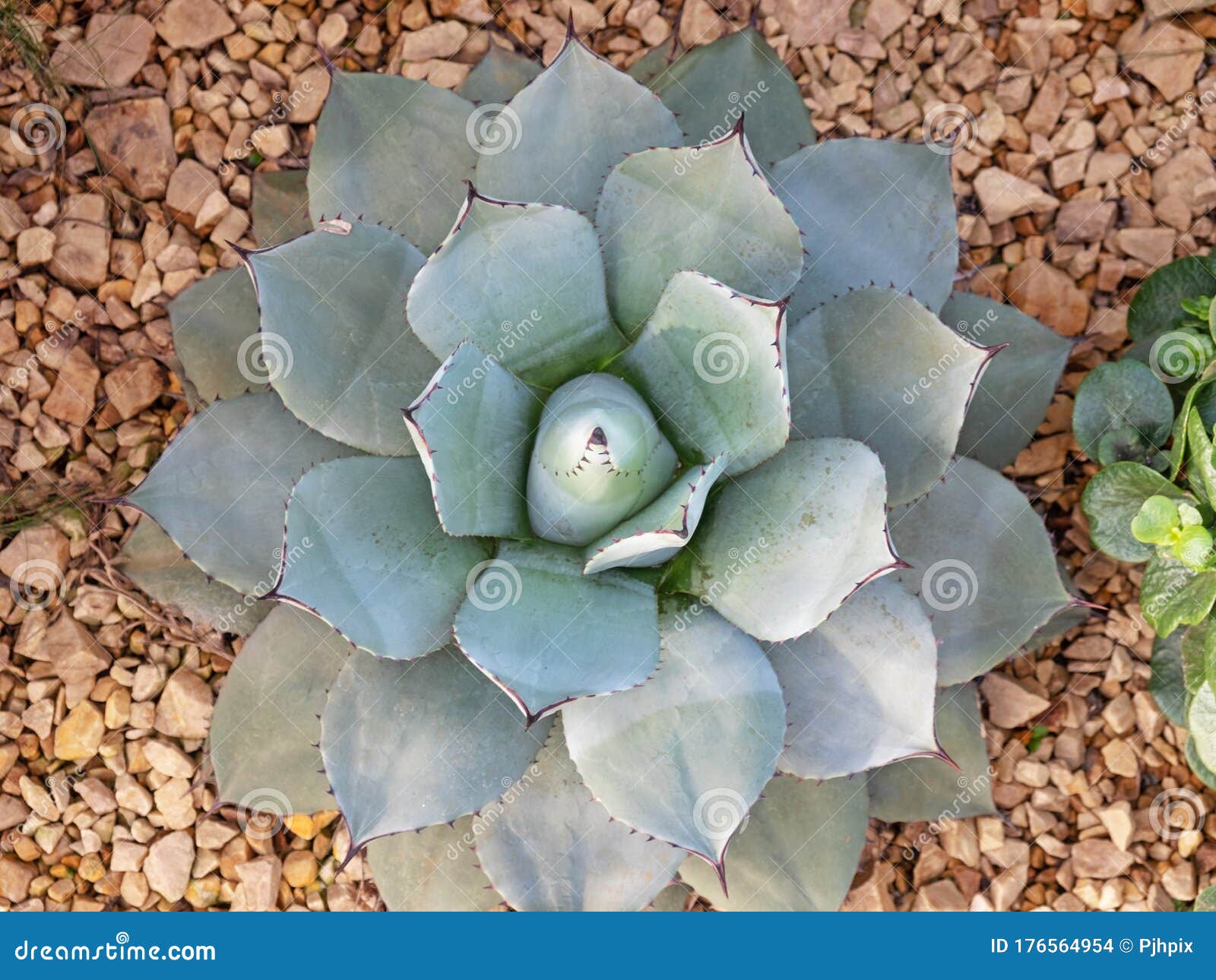 An Agave Plant Native To the Americas Stock Photo Image of americas