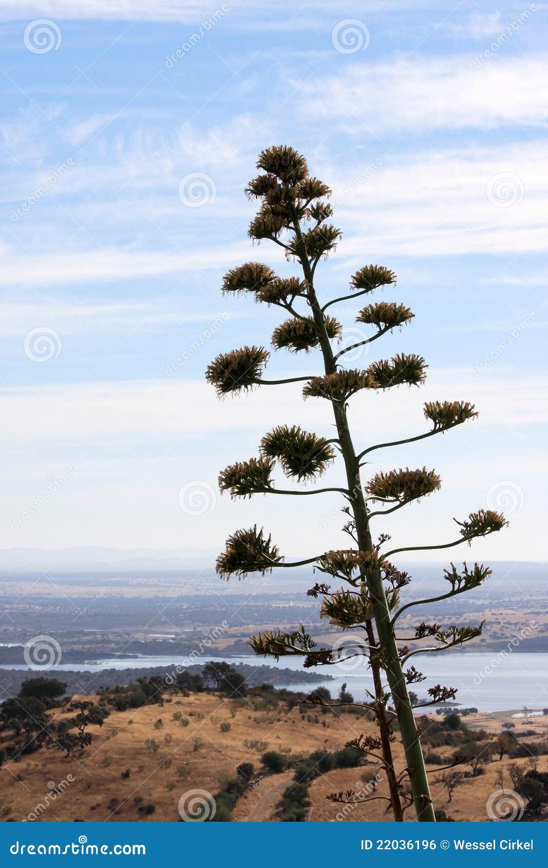 agave plant near the guadiana river in portugal