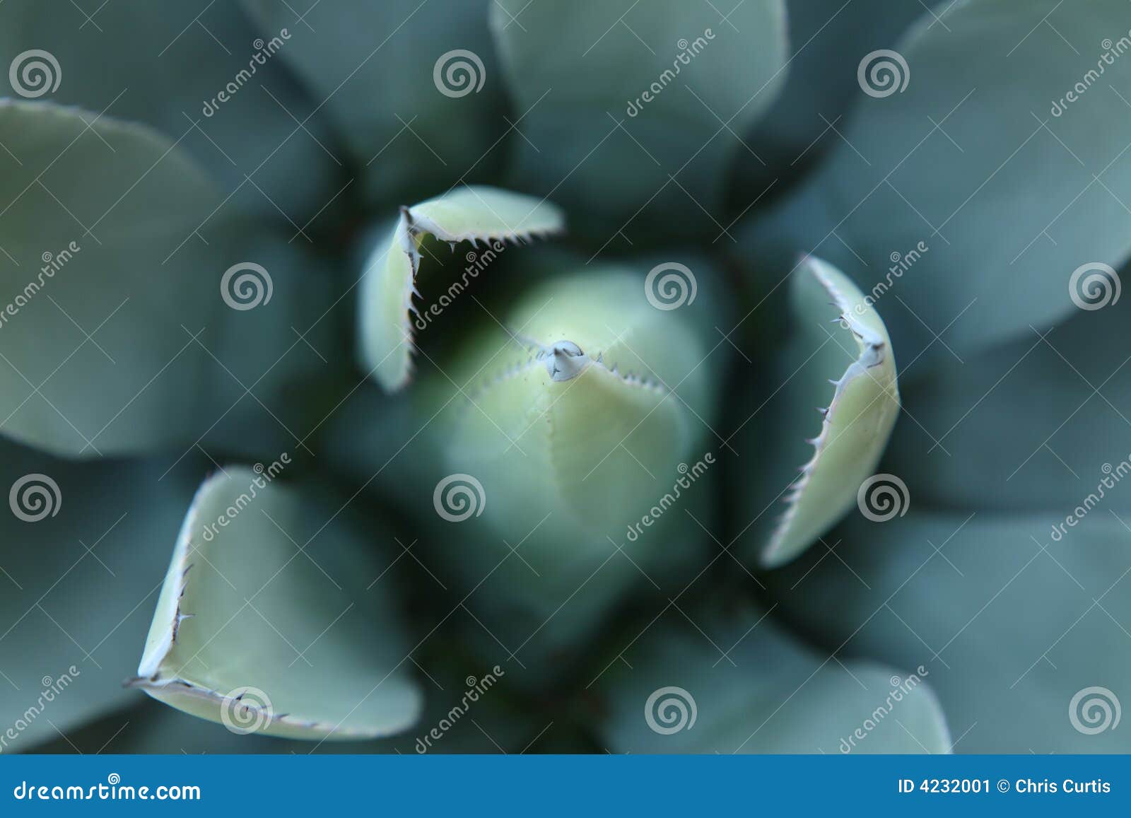 agave plant spines selective focus