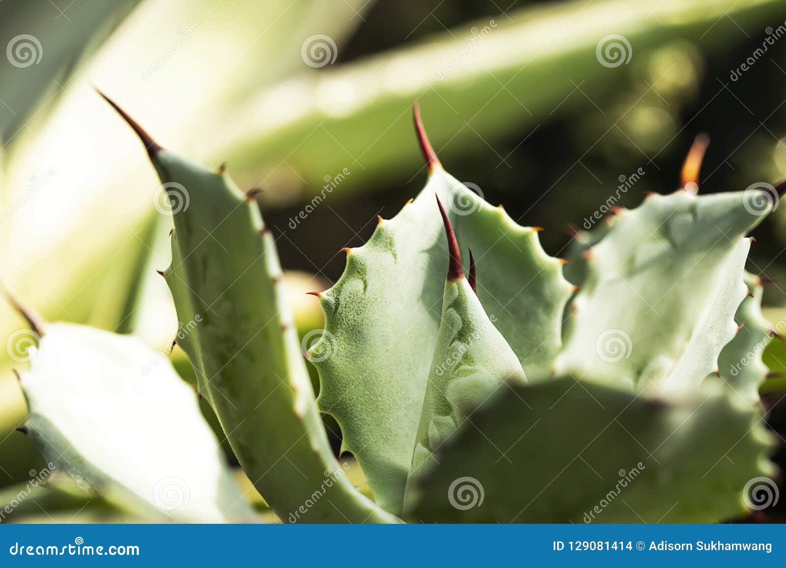 Agave Planted in the Garden. Focus on the Thorns. Stock Photo Image