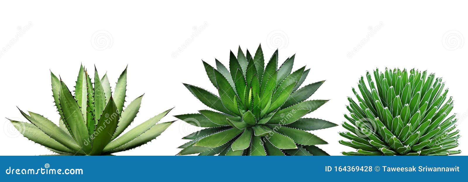 agave plants  on white background with clipping path