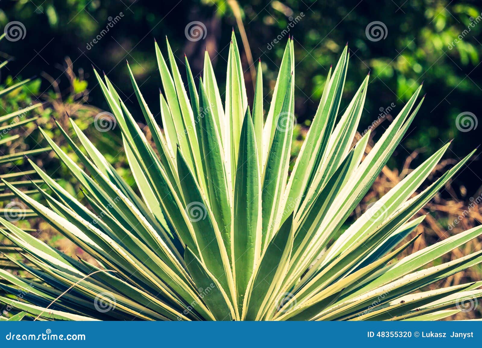 Agave by the Sea in Thailand Stock Photo Image of abstract, garden