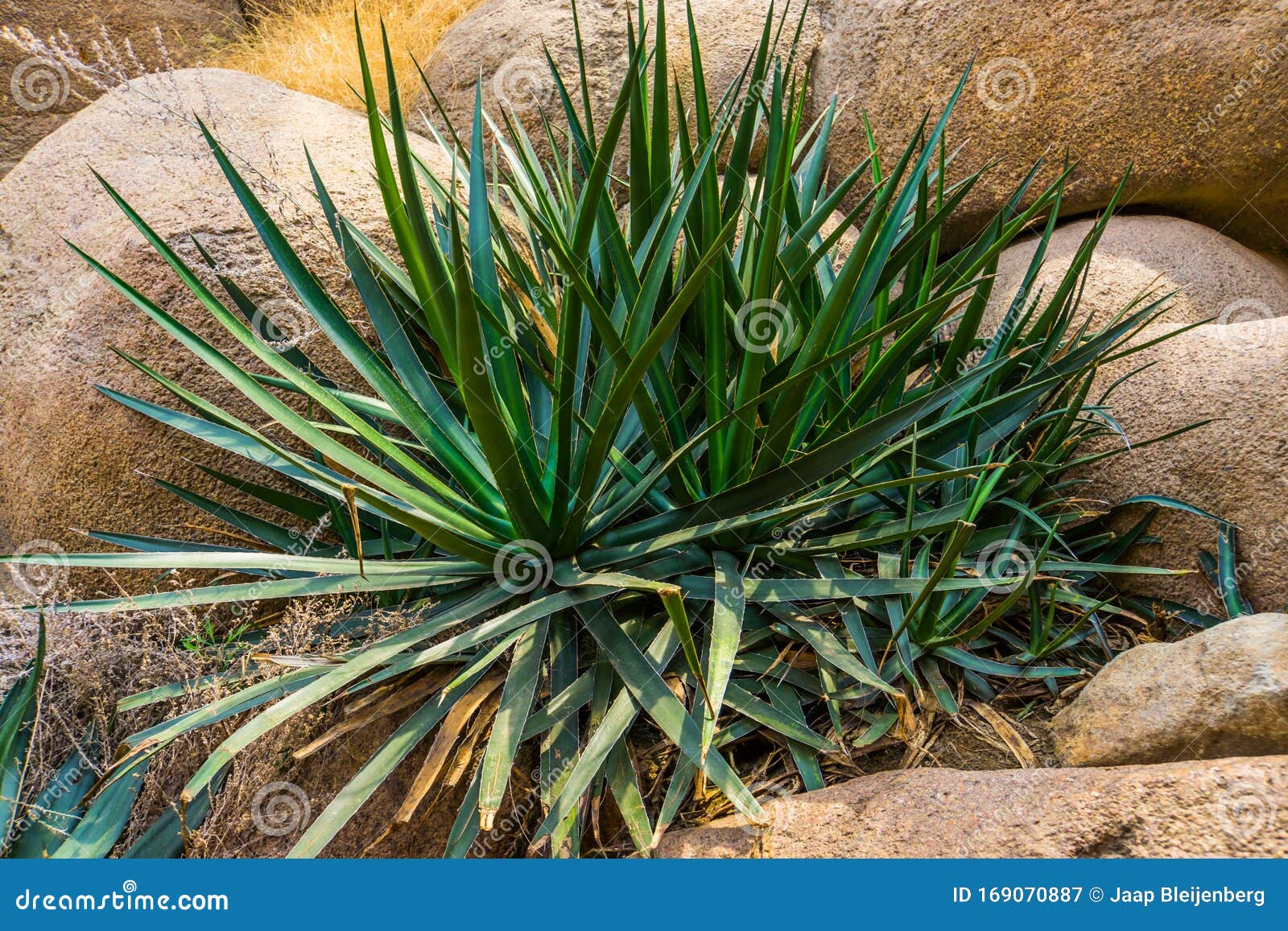 Agave Sisalana Plant in Closeup, Known As Sisal in Mexico, Popular Tropical  Plant Specie Stock Image - Image of botanic, asian: 169070887