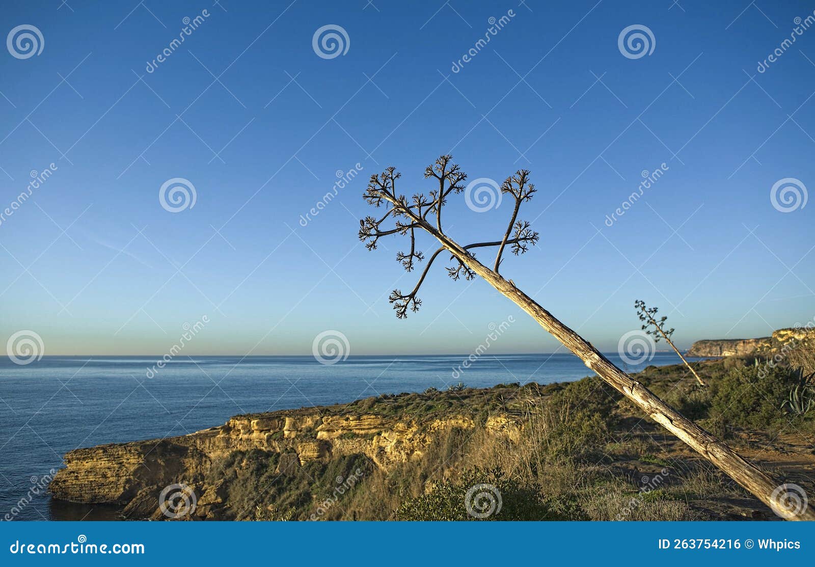 agave with the stem leaning towards the sea