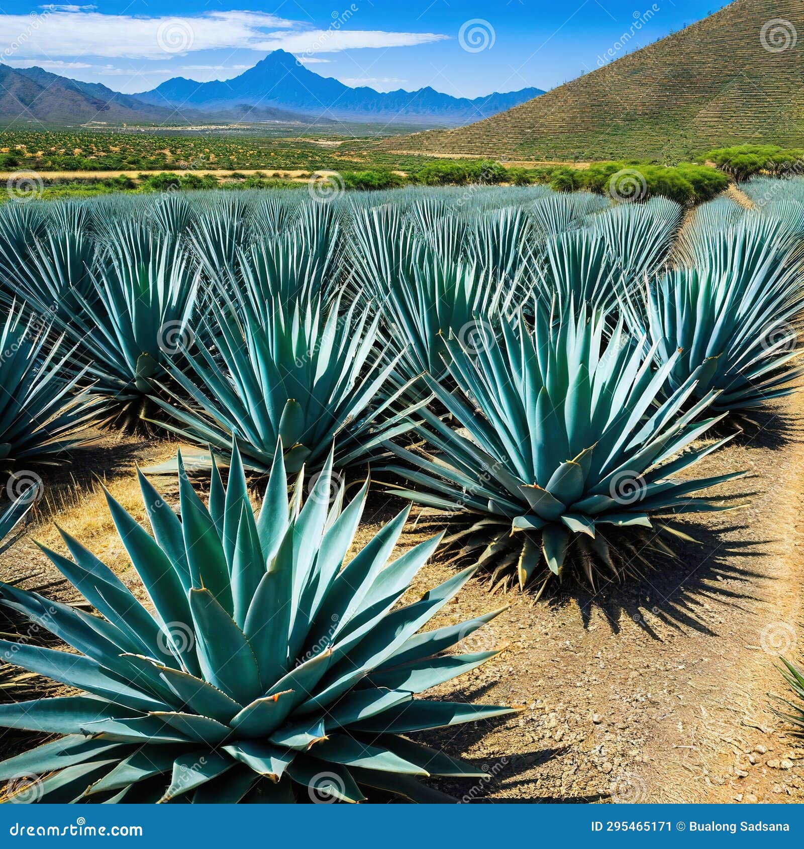 Agave Tequila and Agave stock illustration. Illustration of landscape
