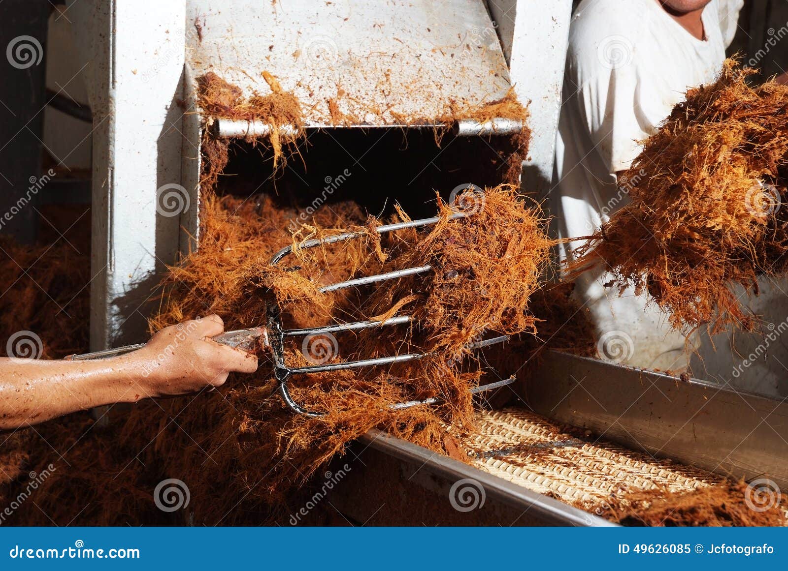 Agave tequila production stock image. Image of stem, tipical 49626085