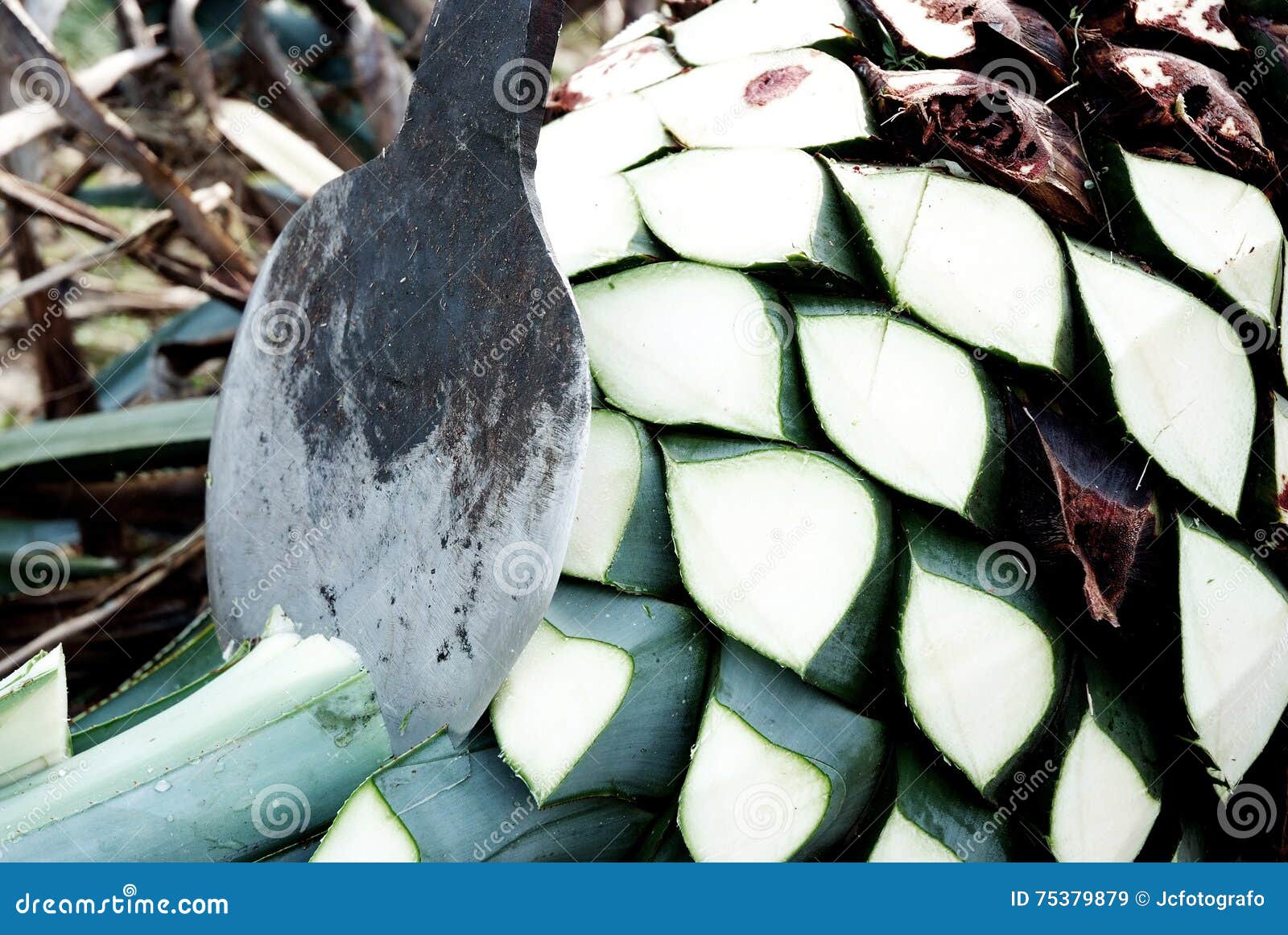 Agave tequila production stock image. Image of exotic 75379879