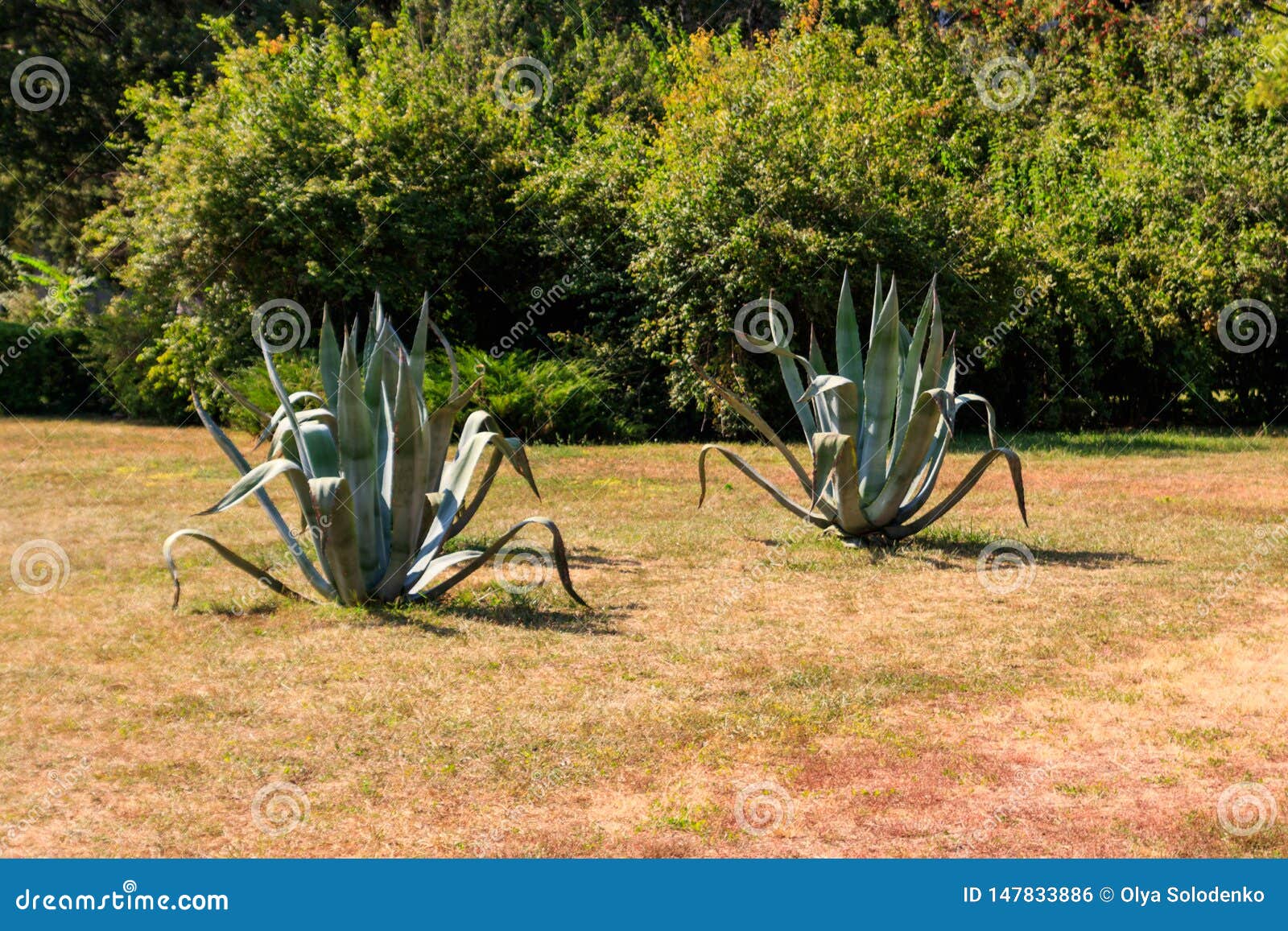 Agave Tequilana | Pianta Unica In Vendita - Foto 2