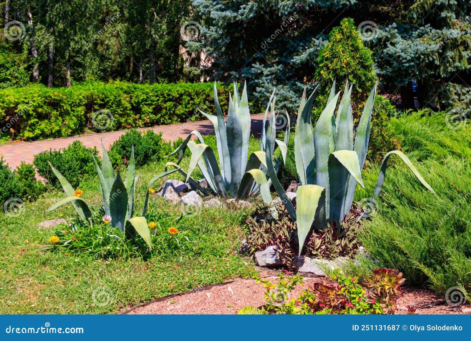 Agave Tequilana, Commonly Called Blue Agave Or Tequila Agave Stock