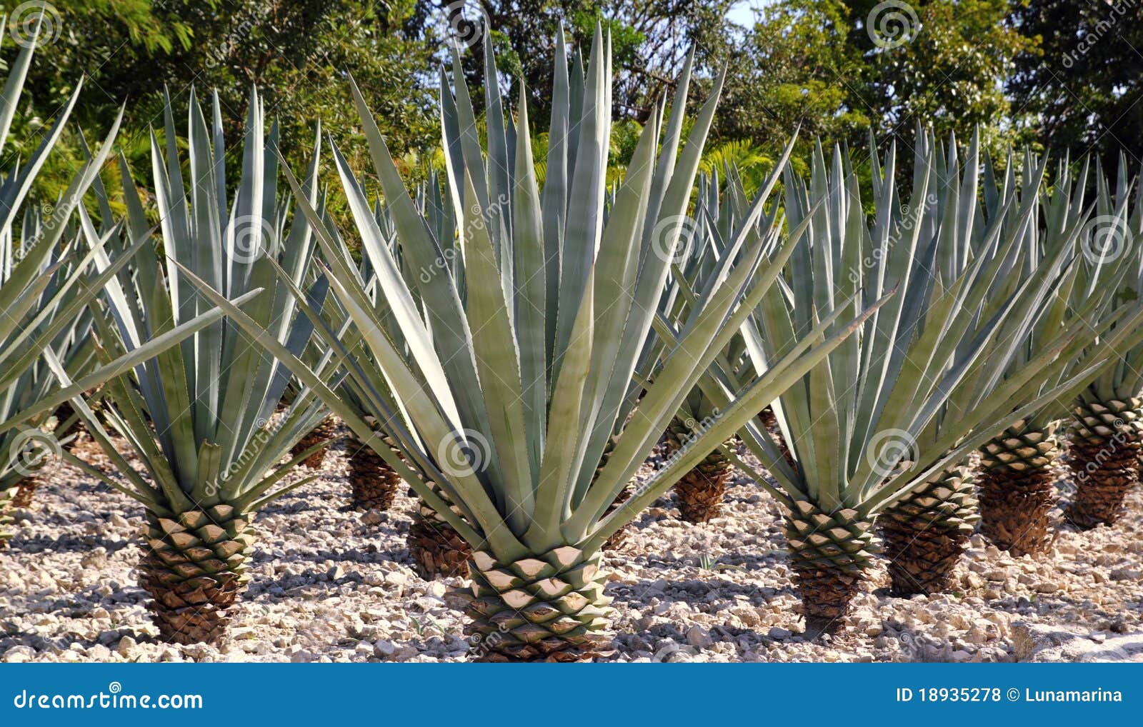 agave tequilana plant for mexican tequila liquor