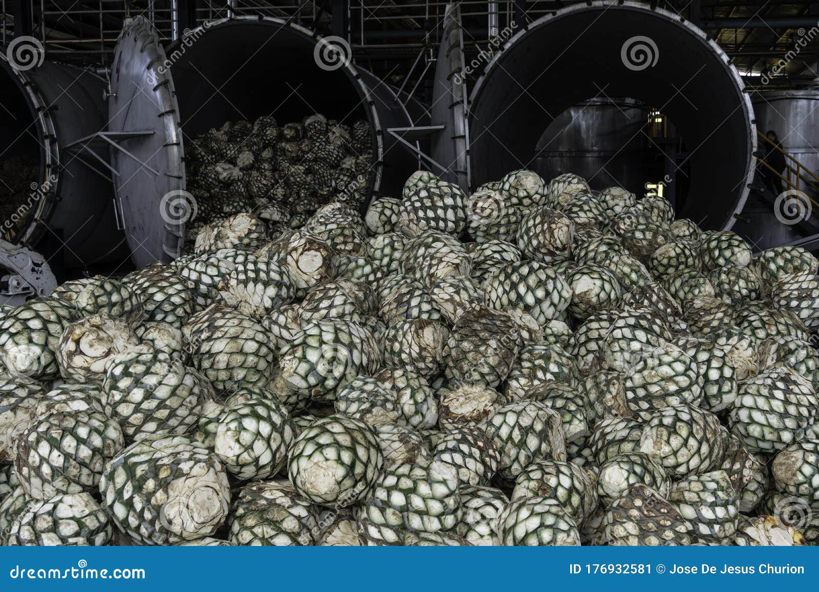 agave is very fresh to make tequila at the factory.