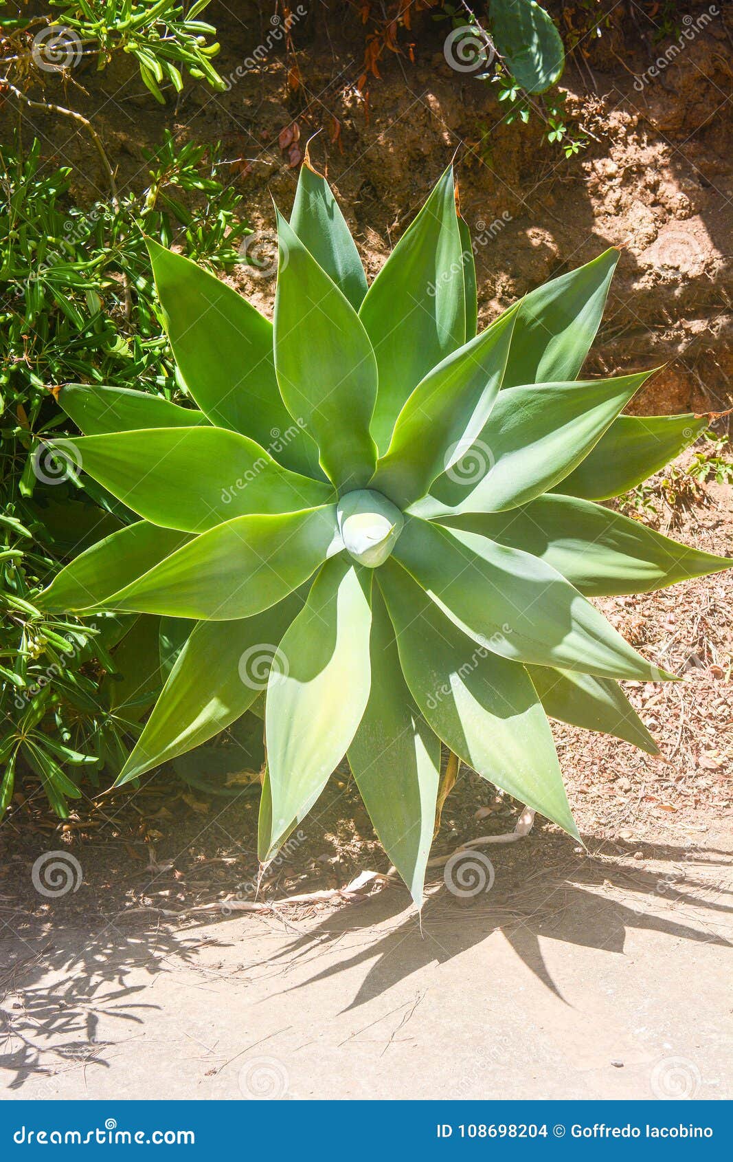 Agave wild plant in italy stock photo. Image of background 108698204