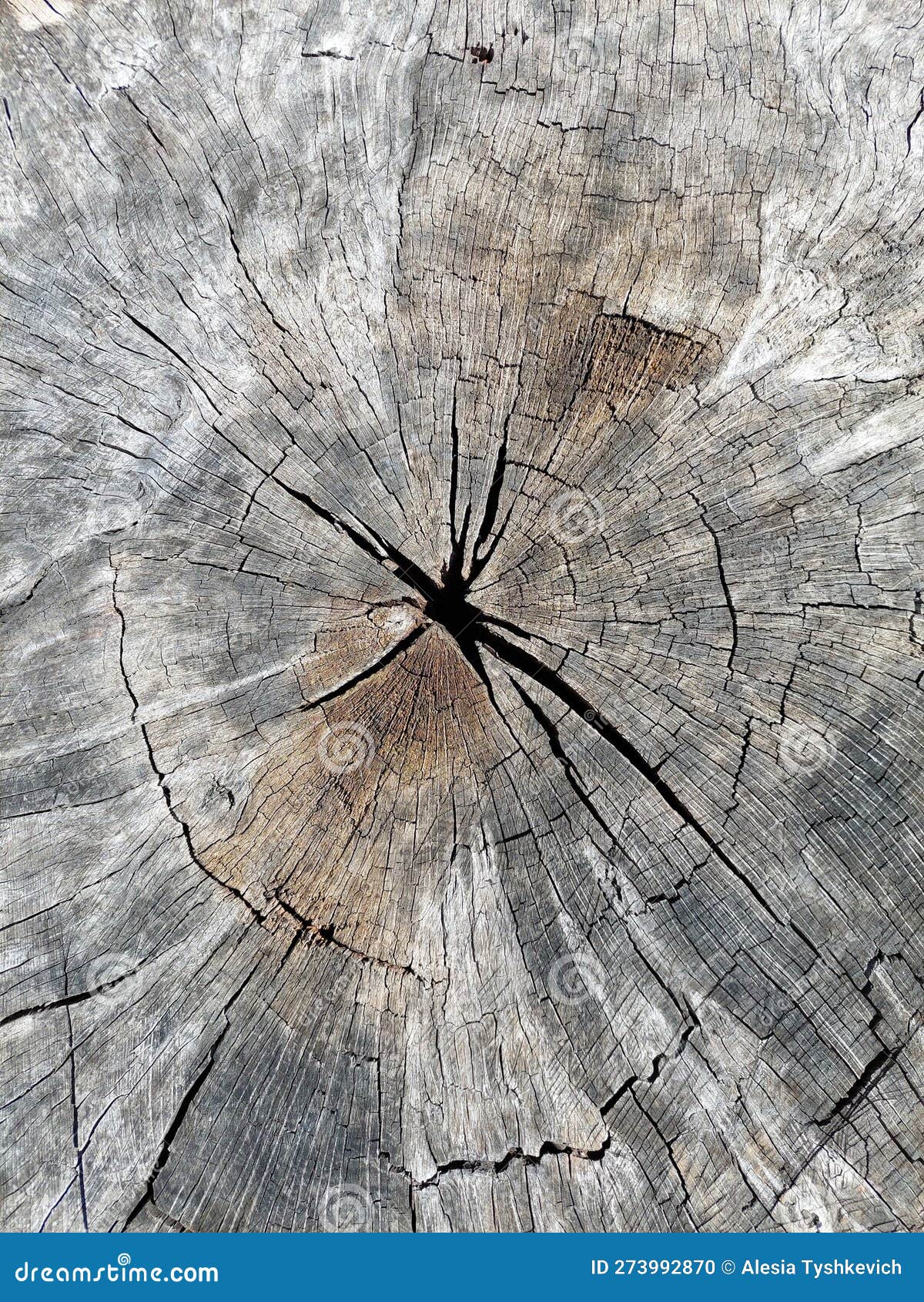 The Age of Trees. the Texture of Wood Created by Nature. Stock Photo