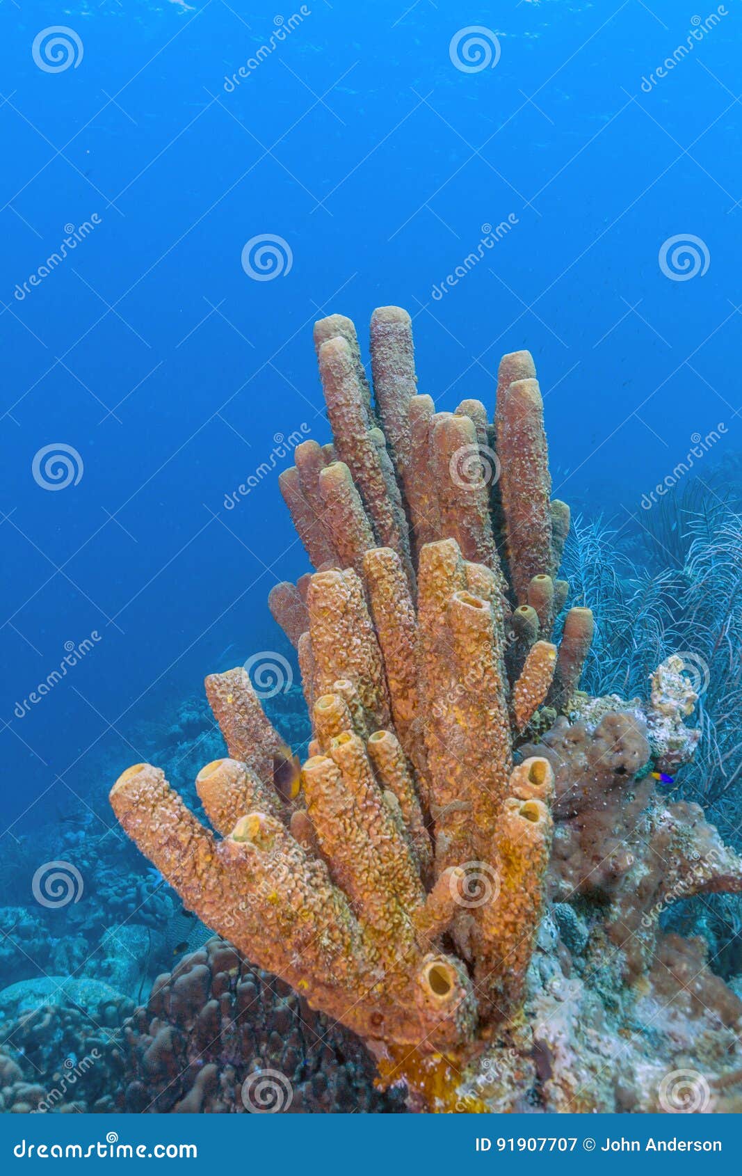 agelas conifera, brown tube sponge