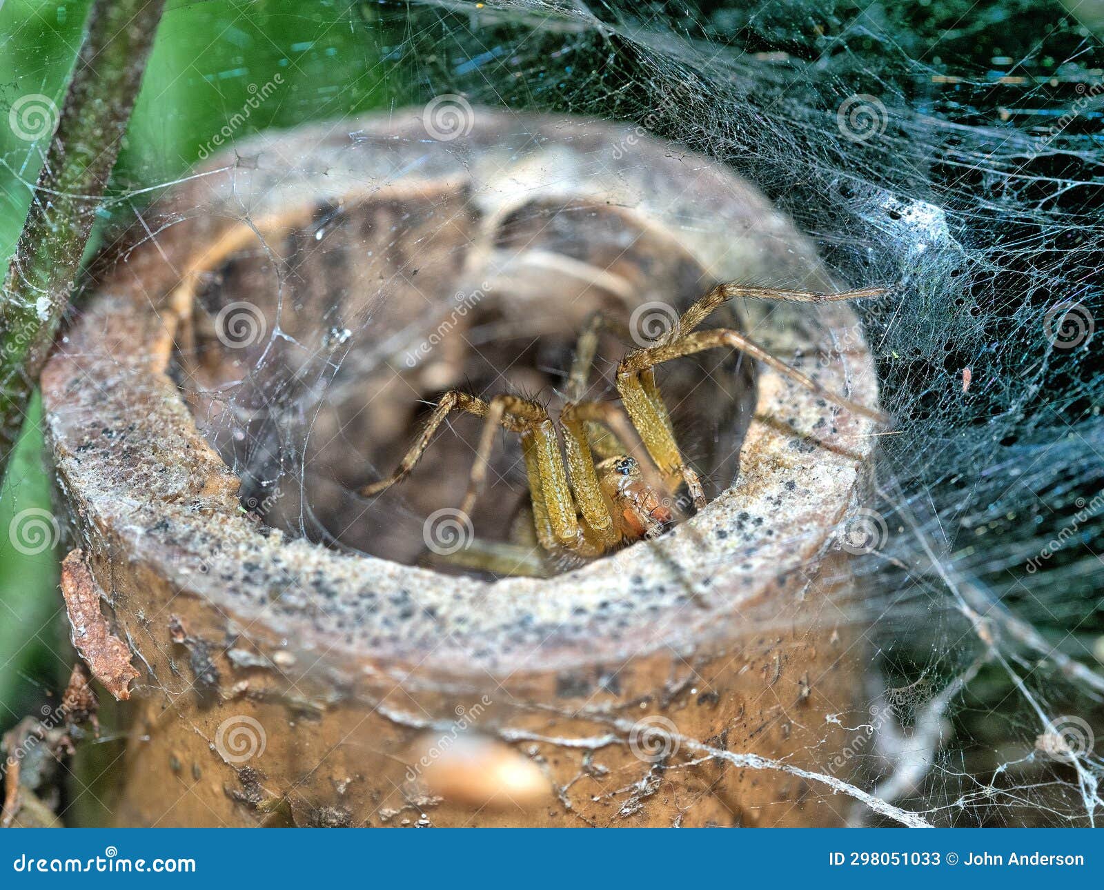 conservatory garden funnel spider in summer