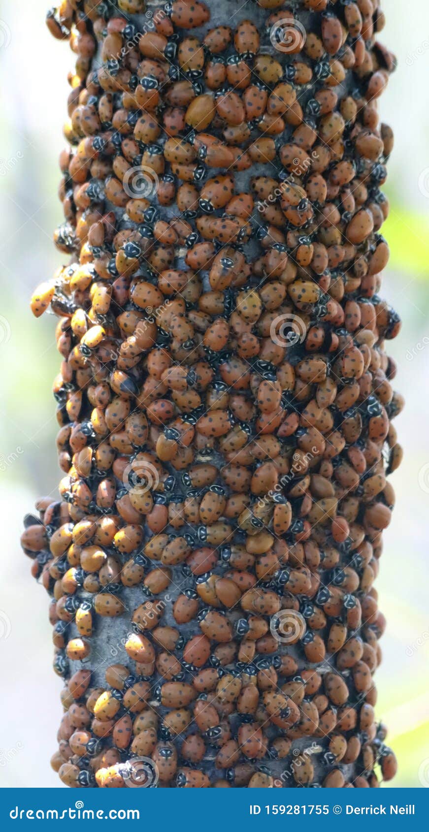 an aggregation of convergent lady beetles, chiricahua mountains, arizona, usa