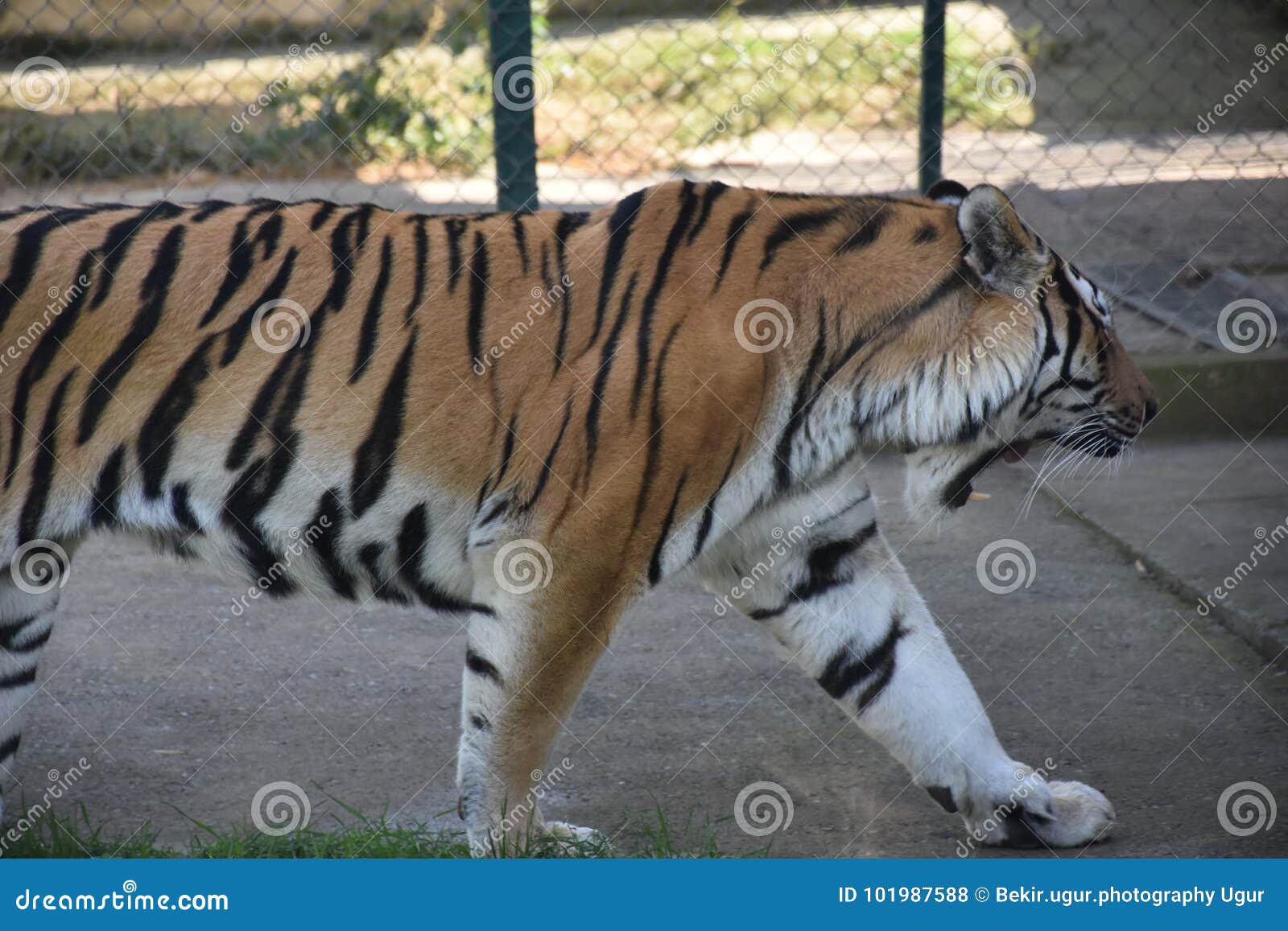 amur tigers