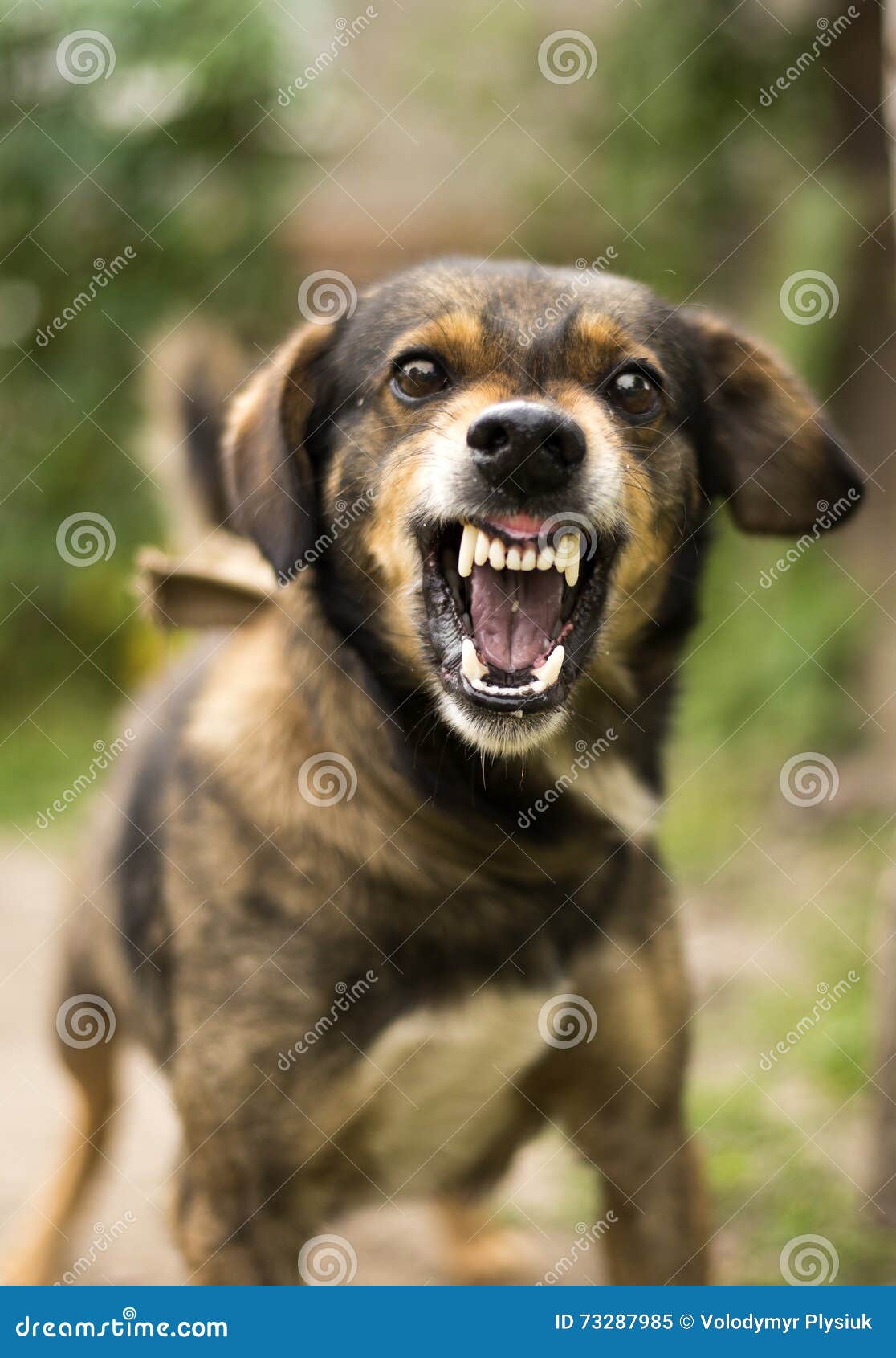 aggressive-angry-dog-enraged-grin-jaws-fangs-hungry-drool-73287985.jpg