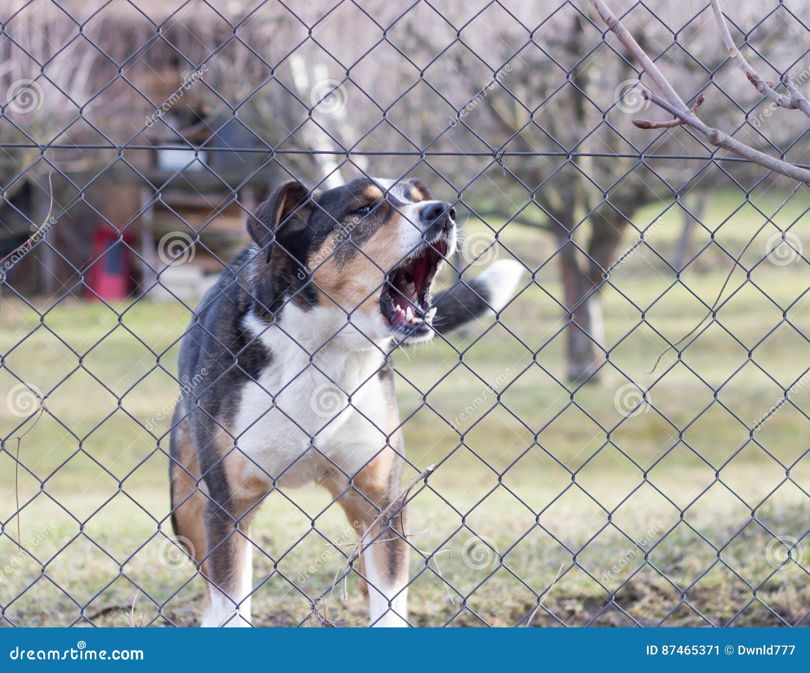 aggressive barking dog behind fence guarding garden.