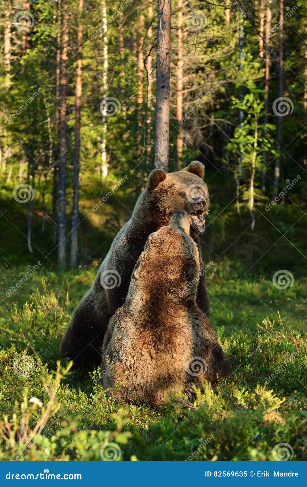 Aggressive Bear. Angry Bear. Bear Fight Stock Image - Image of conflict,  angry: 82569635