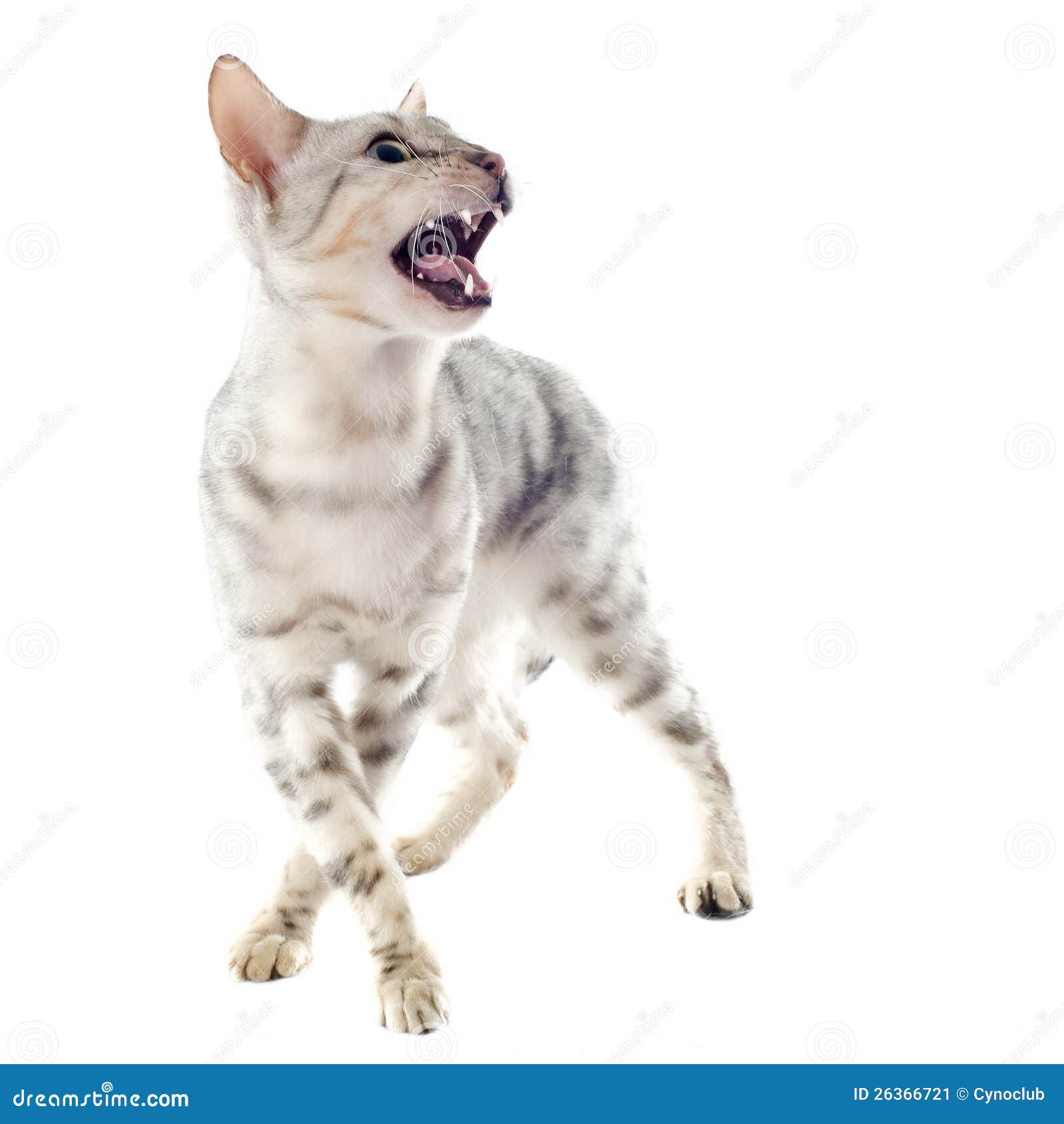 Aggressive bengal cat stock image. Image of white, leopard 26366721