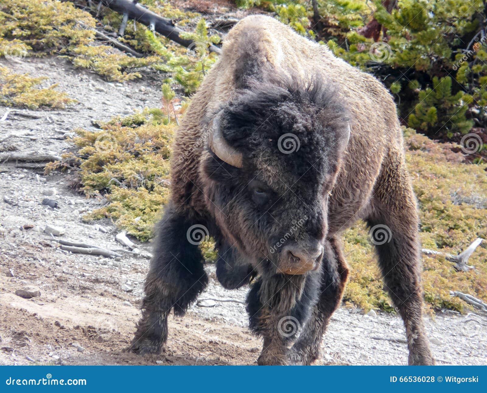 Aggressive Bison at the Yellowstone National Park Stock Photo Image