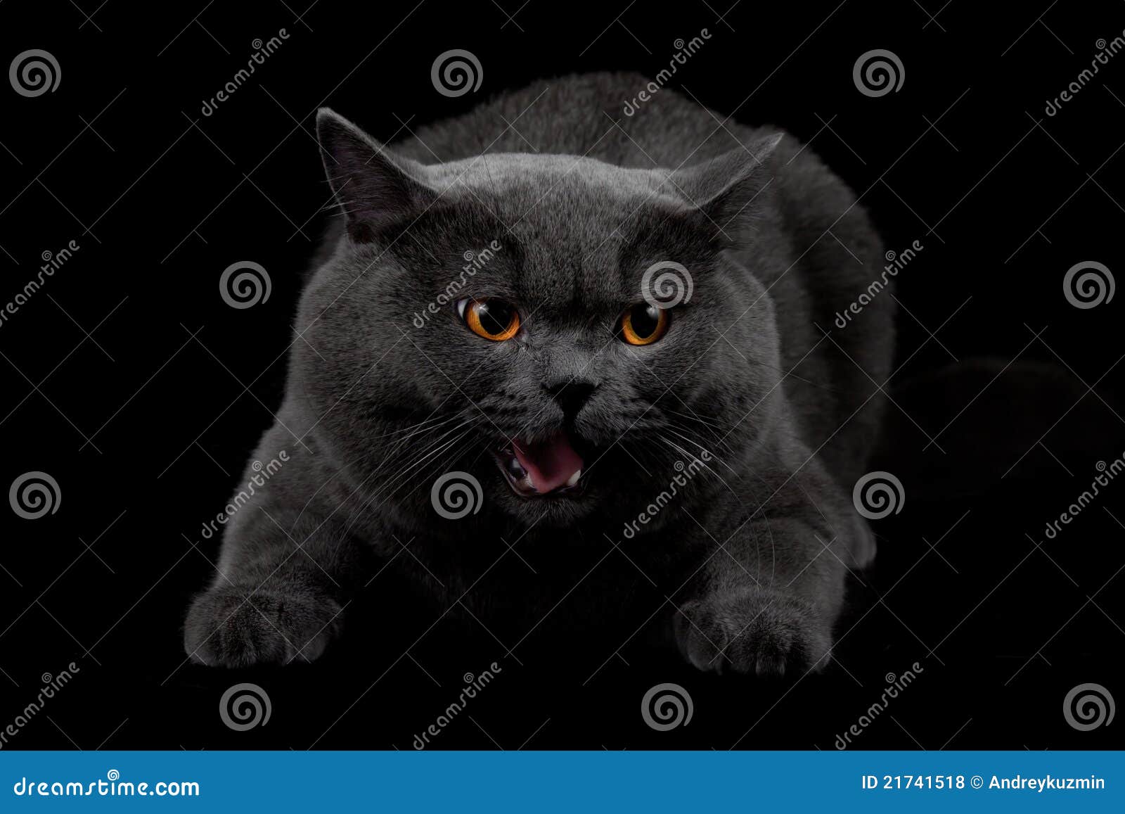 Aggressive Black Cat in Dark Room Stock Photo - Image of hellish