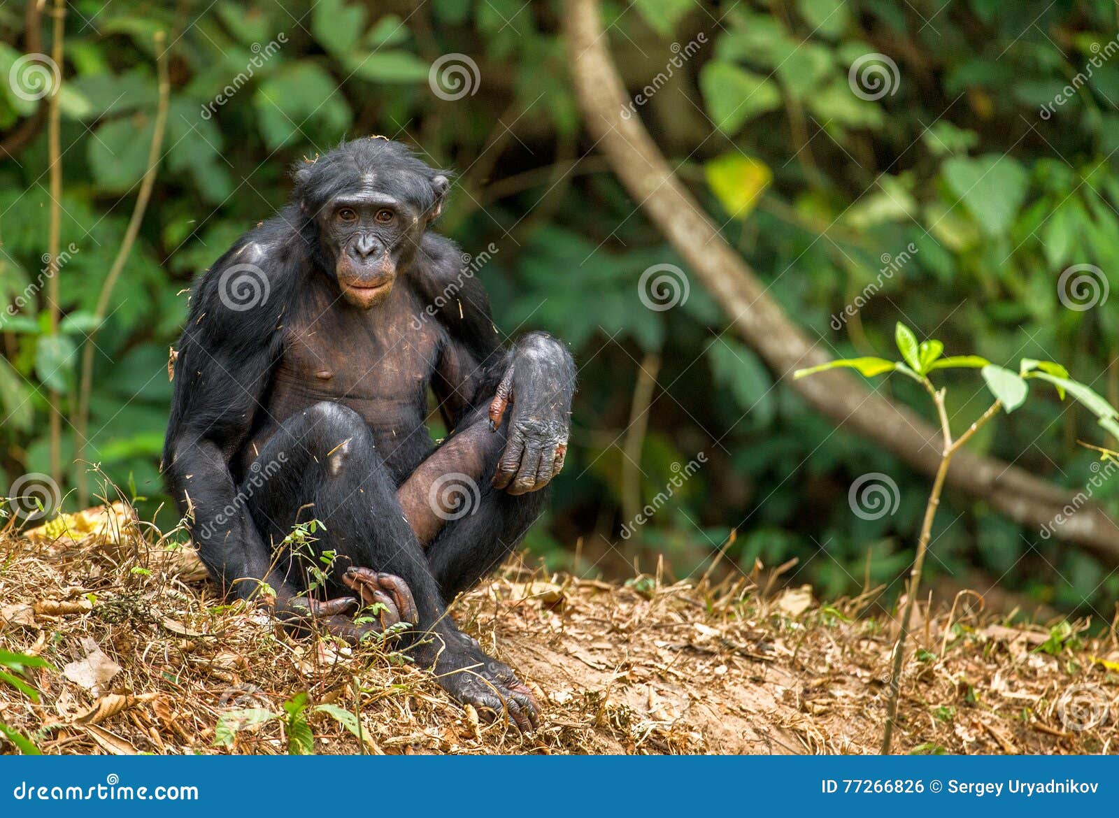 aggressive bonobo