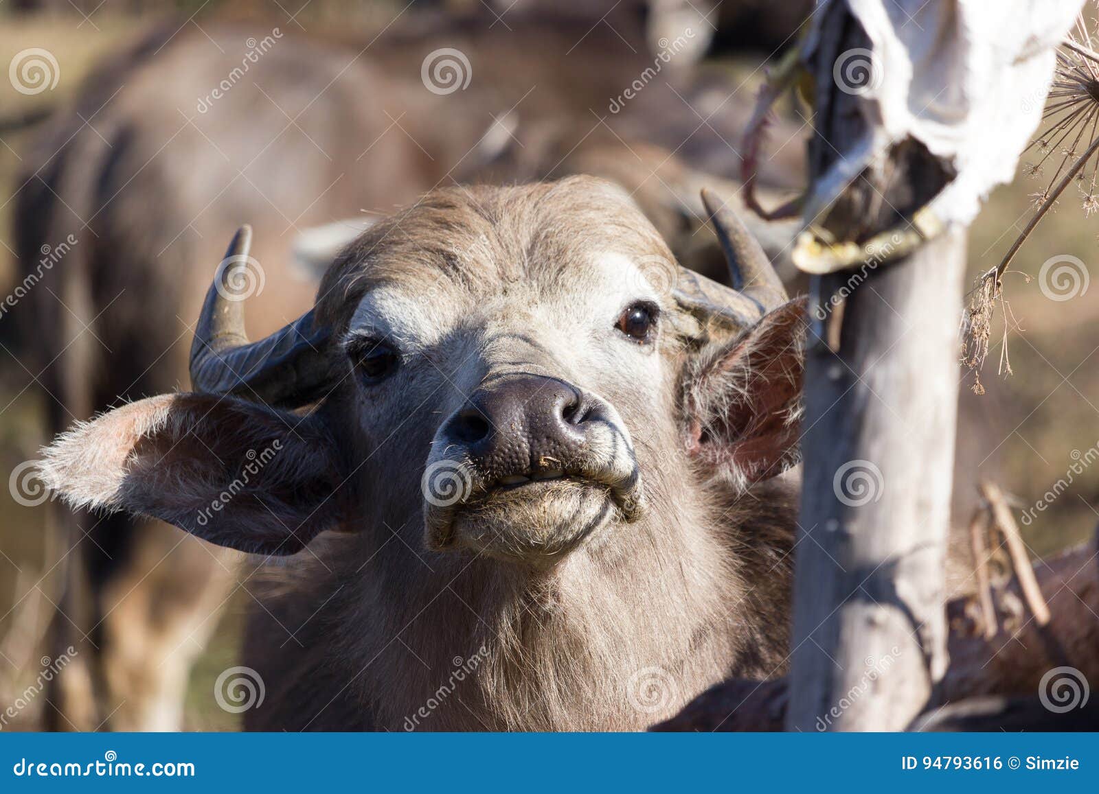 Aggressive Buffalo stock photo. Image of meat, aggressive 94793616