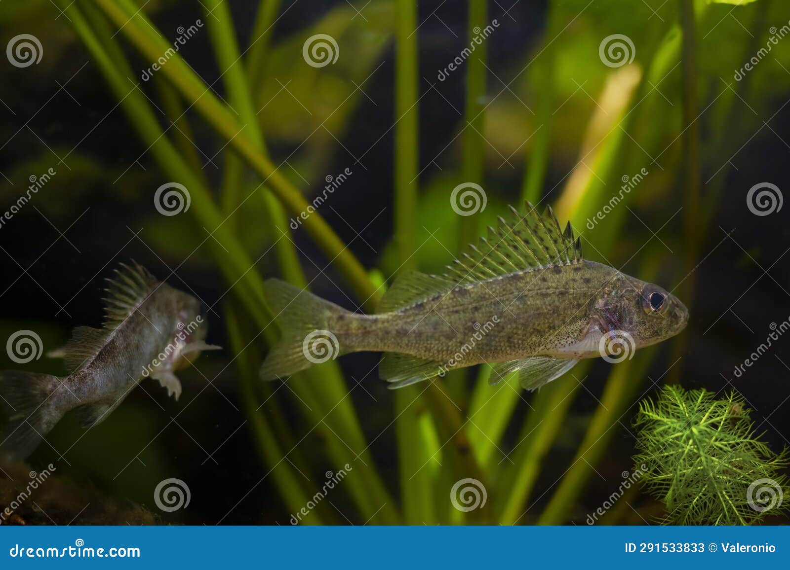 aggressive captive eurasian ruffe, dominant and submissive wild small freshwater fish, omnivore coldwater species