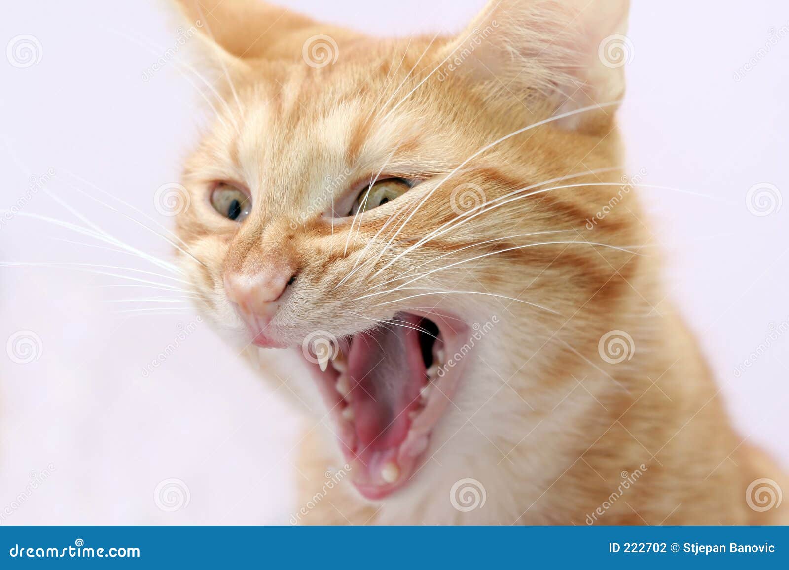 aggressive cat